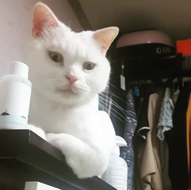 지켜보고있다냥🐈
오랜만이다냥 냄새맡으러왔다냥🐱
일보시게~지켜주겠다냥🐈‍⬛
.
.
.
소금이지분 피드🩷
냐옹냐옹 냥냥이에요ㅋㅋㅋㅋ
귀여운얼굴 수염도있고😻