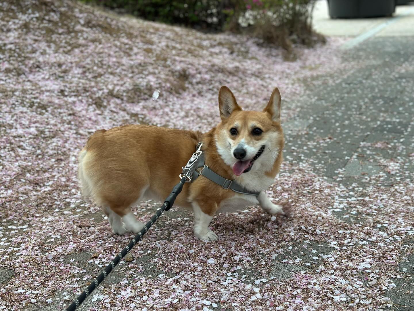 🌸🌸🌸🌸