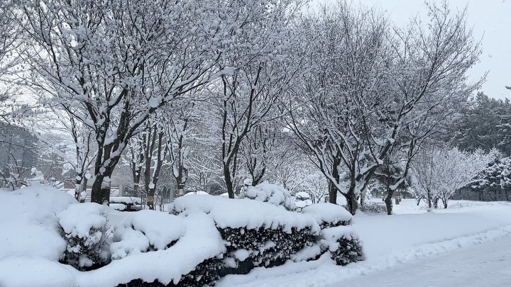 #겨울왕국 #출근길 #❄️ #☃️ #설경 
점심 즈음 어느새 #파란하늘 

간만에 #눈오리 만들고 싶었으나 너무 추워서 실패 ㅋㅋ