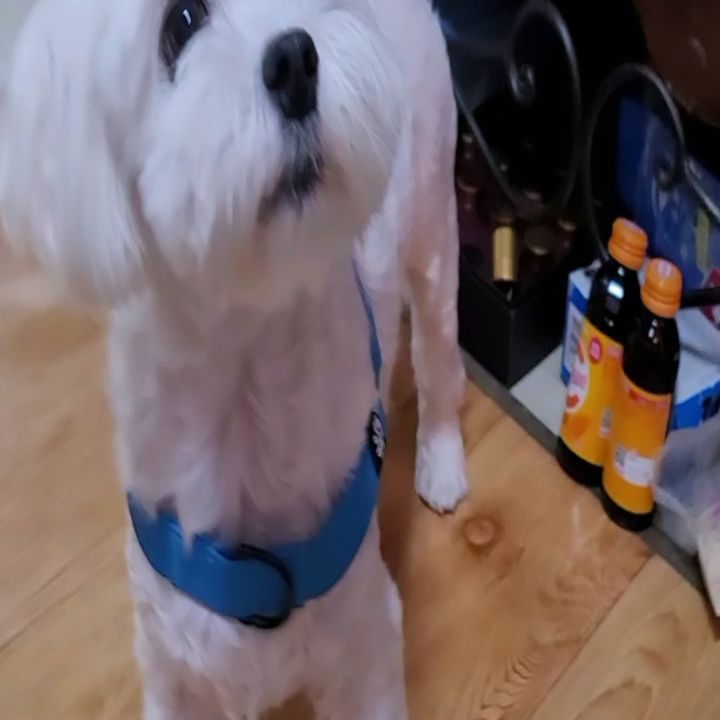 나를 이렇게 다루는 이모는 
처음이야~~~
제주산 귤은 안주고 귤껍질을 
먹으라고 해서 정말  개빡친 차차 
마지막은 그래도 화회모드 
이모야 다음에 올땐 
필리핀 애플망고로 부탁해여 ~~~

#진정한개빡침
#말티즈#귀남이
#개아들#귀한아들