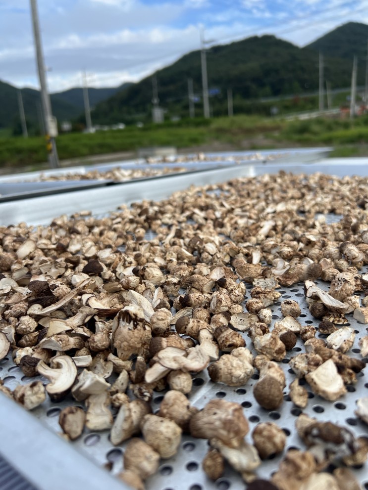 마니팜 송이버섯 마니버섯 요리용으로 추천해요:)