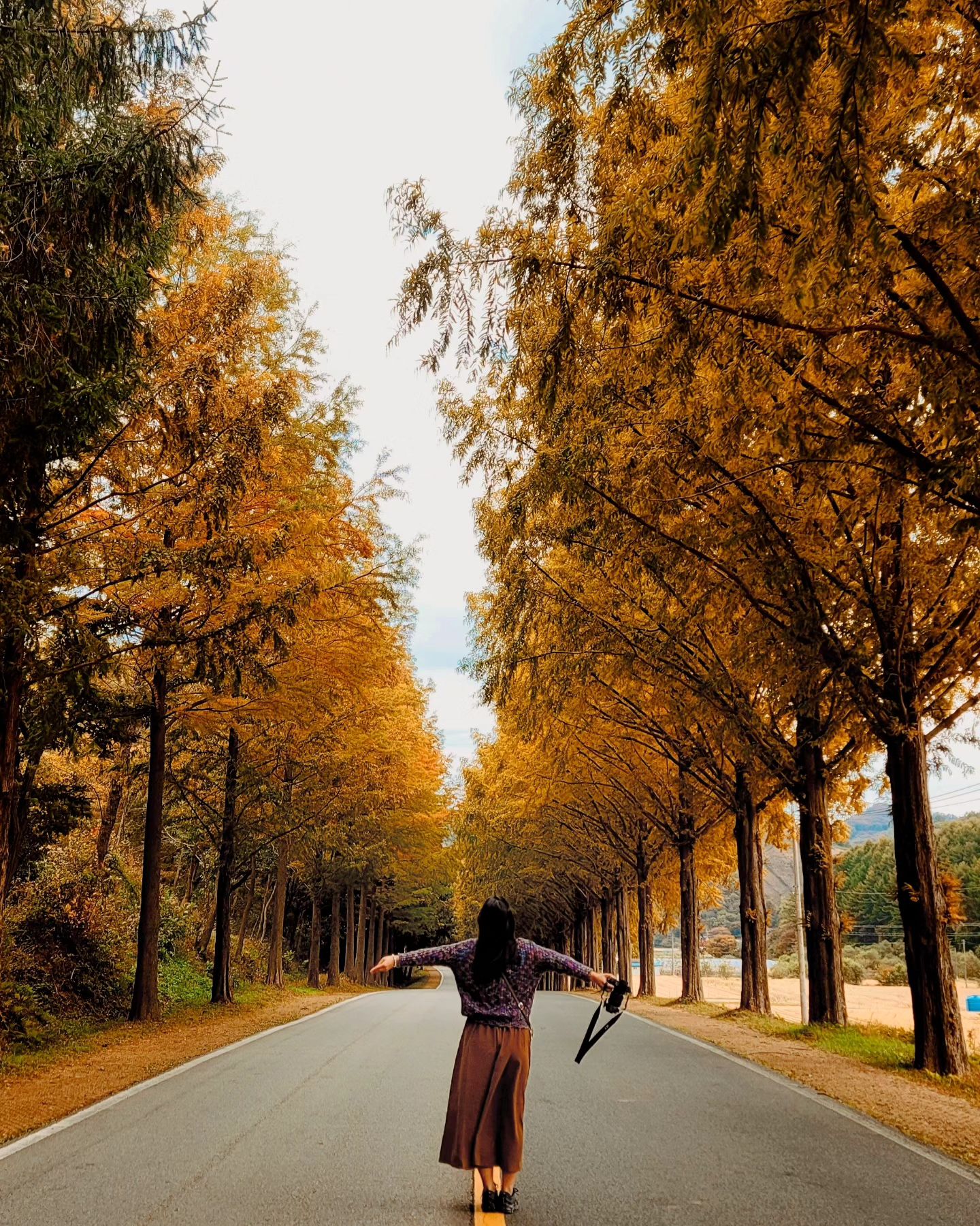 올해는
많이 아쉬운 가을🍂 

#부귀메타세콰이어길 
예쁜데 덜 유명해서 사람이 별로 없어서 좋은 곳.
파란 나무가 더 많지만 그건 또 그거대로 예쁘다.
📍전라북도 진안군 부귀면 모래재로 841