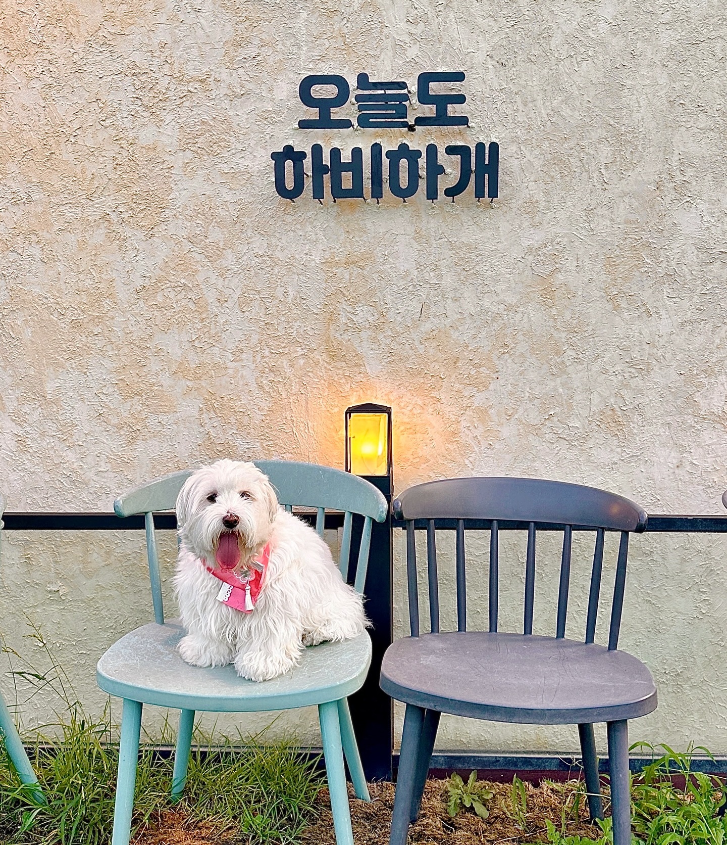 앙꼬는 추석에도 보름달 처럼 밝게 뛰어 놀께요💨
