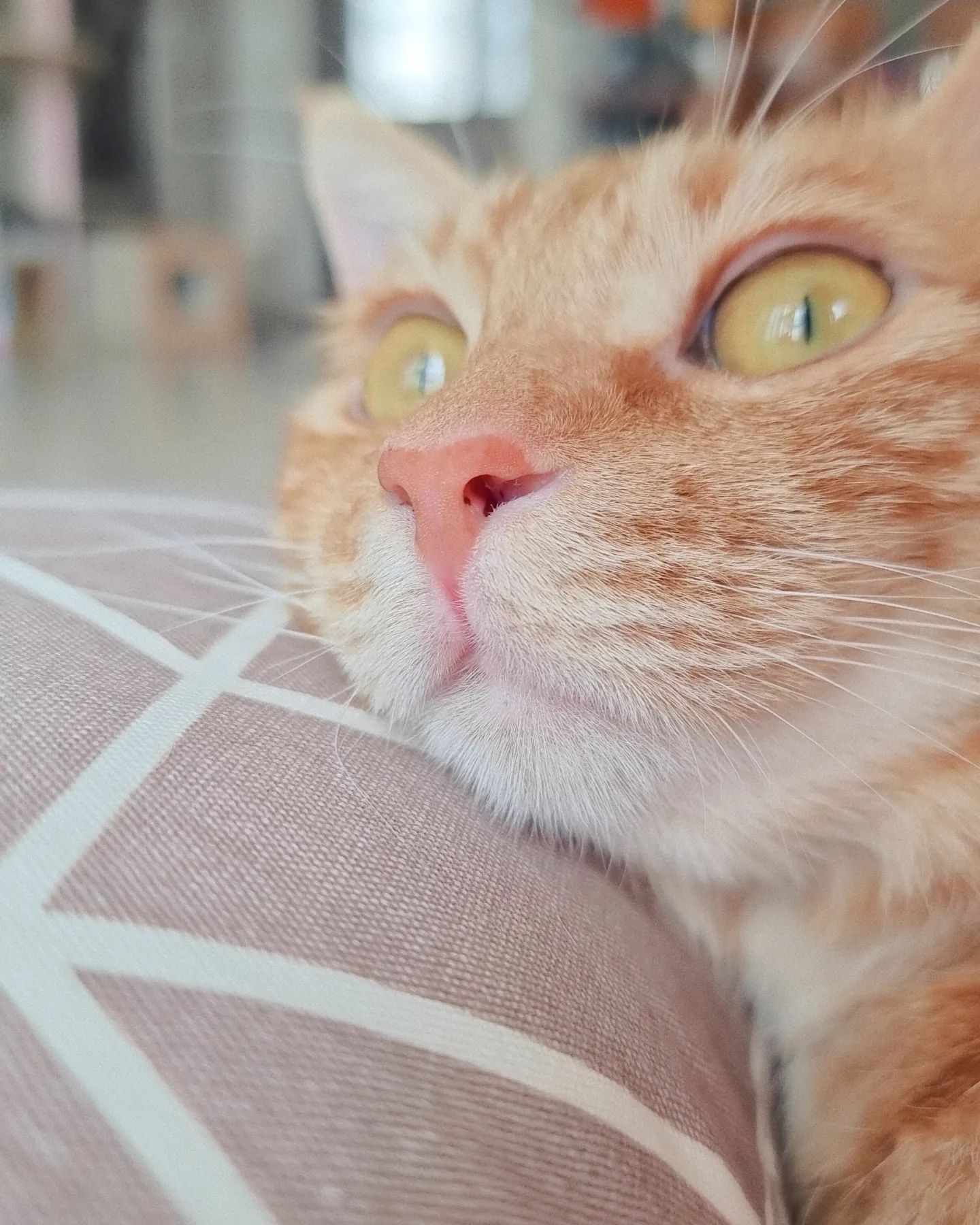 집사가 앞에서 뭔 짓을 해도 
반응없는 쟈가운 고영...

#고양이 #고양이그램 #다복 #다복이일상기록 #집사일상 #고양이일상 #cat #catstagram #ねこ #ねこすたぐらむ #にゃんすた #🐱 #사지마세요 #입양하세요 #고양이얼빡샷 #orangecat #귀여운노랭이