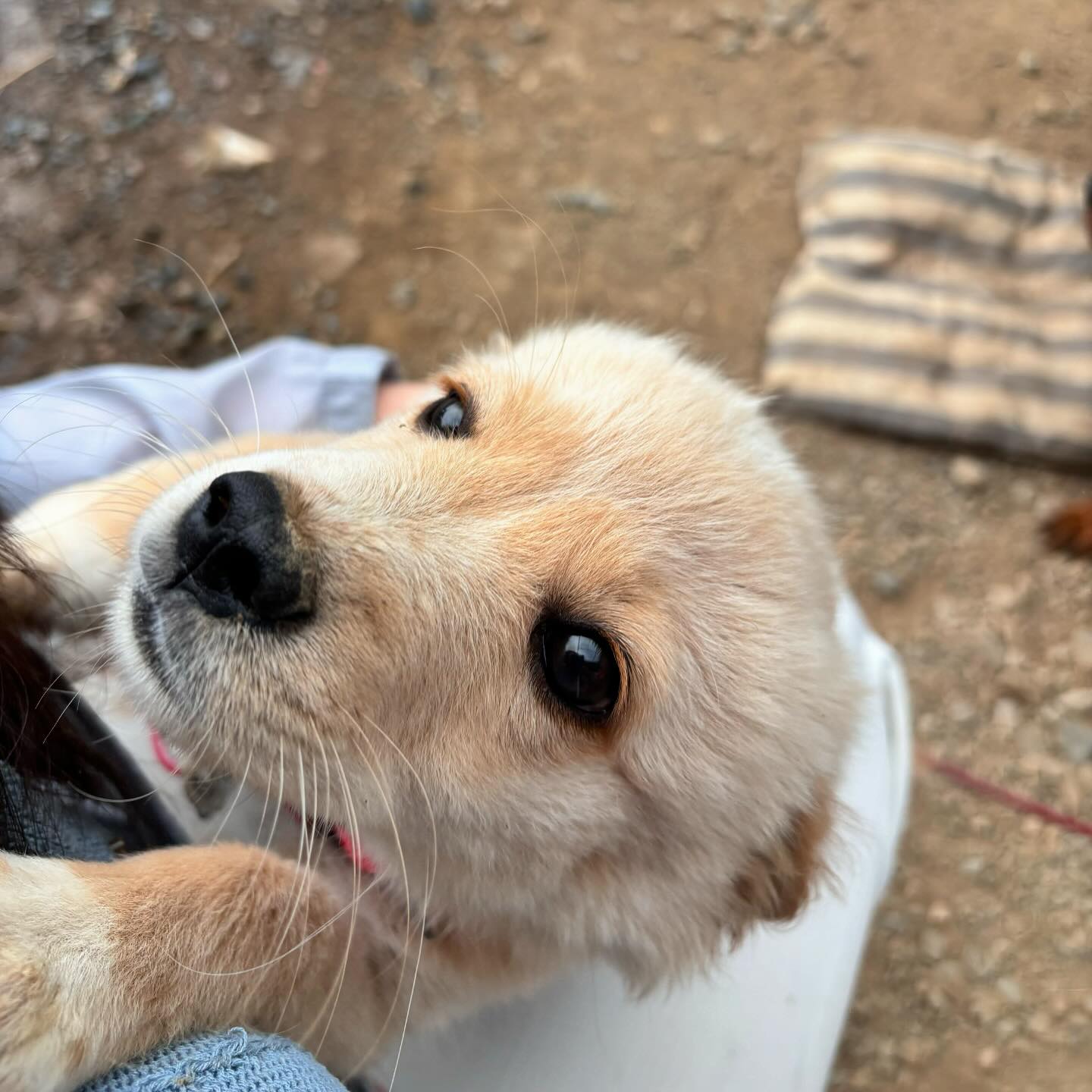 시고르자브종 대존귀🥹✨
근데 너 집 지켜야 되지 않니 별이야
너랑나랑 초면이야;

바지 정도야 걍 내어줄 수 있지😌

#시고르자브종 #시골잡종
