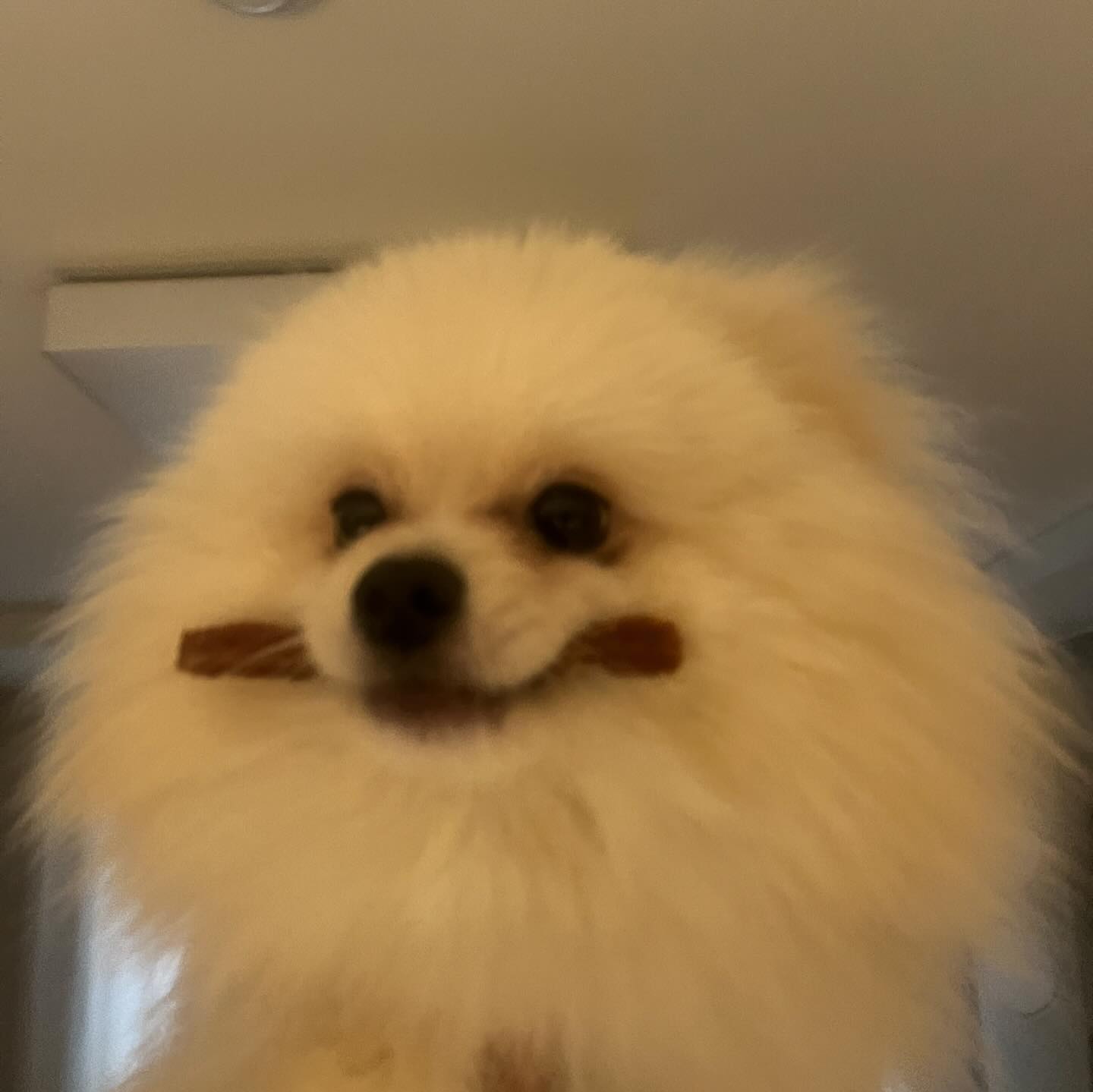 우리집 도치🐕
