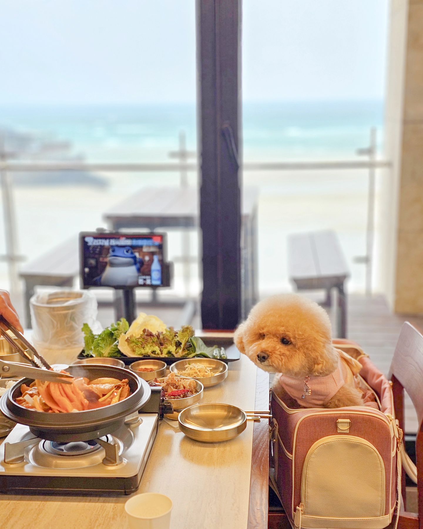#함덕고등어쌈밥 🥘
킁킁 그거 모야 나 한입만〰️
밥 먹는데 이렇게 쳐다보면 밥을 오또케 먹니🥹

함덕 해변의 에메랄드 바다뷰 맛집 🌴
한식 먹고 싶었는데 돼지고기 묵은지 김치찜 쌈밥 맛있었어요🥬
반찬으로 나온 간장게장도 짜지 않고 넘 맛있더라구요!

여름에 물놀이 하구 요기서 밥 먹으면 딱이겠당ㅎ
따뜻해지면 야외자리에서 먹어도 너무 좋을 것 같아요🏖

밥은 전복솥밥으로 변경하고 누룽지까지 꼭 드세요💕

#함덕해변 #함덕해수욕장 #함덕해수욕장맛집 #함덕맛집 #함덕애견동반 #제주애견동반식당 #제주애견동반 #제주도맛집 #애견동반식당