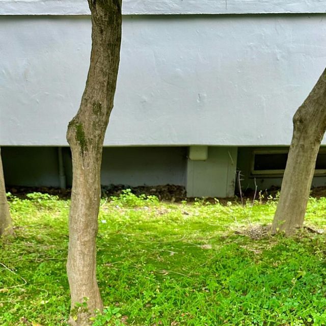 강아지모델 푸들 양뿌꾸 ღ 멍팔 ღ on Instagram: "#업체로부터제공받은제품입니다 🩰사계절 강아지 신발🩰 추석연휴라 그런지 길에 쓰레기나 오염된 물질이 더 많아 진 것 같아😭 가을이