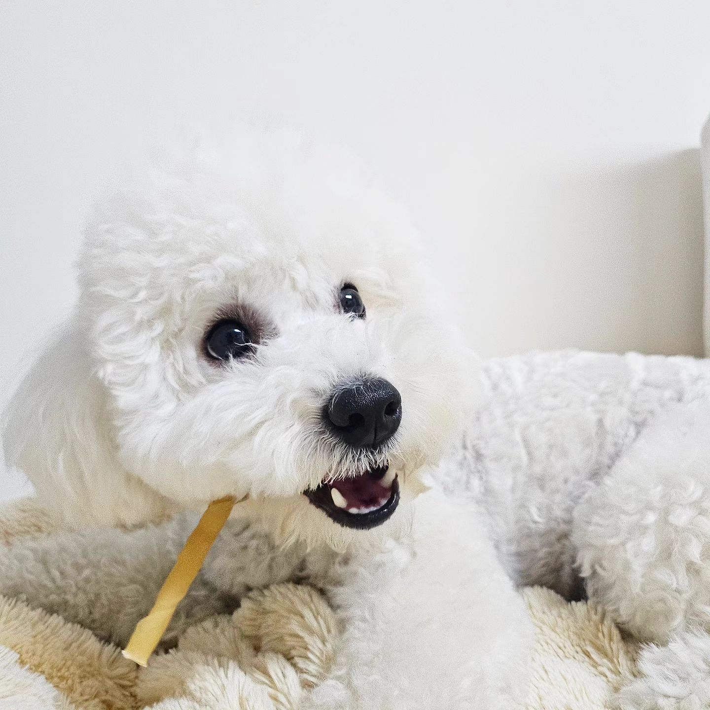 #광고  coreadog 

🦴 국개대표 강아지 우피껌 🐶

중성화가 끝난 강아지는 살이 쉽게 찌쟈냐..
마음같아서는 간식을 마구마구 주고싶찌만
찐빵이 건강을 위해서 우스틱, 우피껌 같은
저칼로리지만 오~래 먹을 수 있는 
간식을 주로 급여해주고 있어‼️

🎀 국개대표 츄릿 🎀
❤️ 국내산 한우우피를 사용해서 안심하고 급여 가능
🧡 저온 건조하여 살코기와 우지가 그대로 남아있음
💛 표백, 합성 첨가물이 들어가지 않고 원물 그대로 건조
💚 마누카꿀, 닭가슴살, 피넛버터를 첨가해서 기호성 good
💙 치석제거, 입냄새 제거에 효과적이라 1석 2조!
💜 물에 불리면 금방 부드러워져 삼킬 걱정 no

1️⃣ 허니스틱
❤️ 스틱에 마누카꿀을 발라 면역강화, 위장질환 개선, 해독작용, 
  천연 항생제 역할, 피모건강에 good

2️⃣ 치킨샌드
🧡 한우 우피 안에 닭가슴살을 넣어 기호성이 좋고 
  오래 즐길 수 있는 간식
💛 면역력 향상, 소화흡수에 도움, 관절건강, 체력증진!

3️⃣ 피넛버터칩 
💚 고단백 식품 피넛버터를 발라 기호성을 높이고 
  체력증진에 효과적
💙 근육형성, 신진대사, 배변활동 원활!

사진이랑 영상 혹시 봤오⁉️
먹기 전.후 찐빵이 표정ㅋㅋ 너무 다르징⁉️
표정에서 맛있는게 느껴져‼️ 
칭구들도 빨리 엄마누나횽아한테 사달라그랭😘

#협찬 #국개대표 #국개대표츄릿 #츄릿 #강아지우피껌 #오래먹는강아지간식 #강아지오래먹는껌 #강아지수제간식 #강아지오래먹는간식 #강아지수제껌 #강아지건조간식 #국내산우피껌