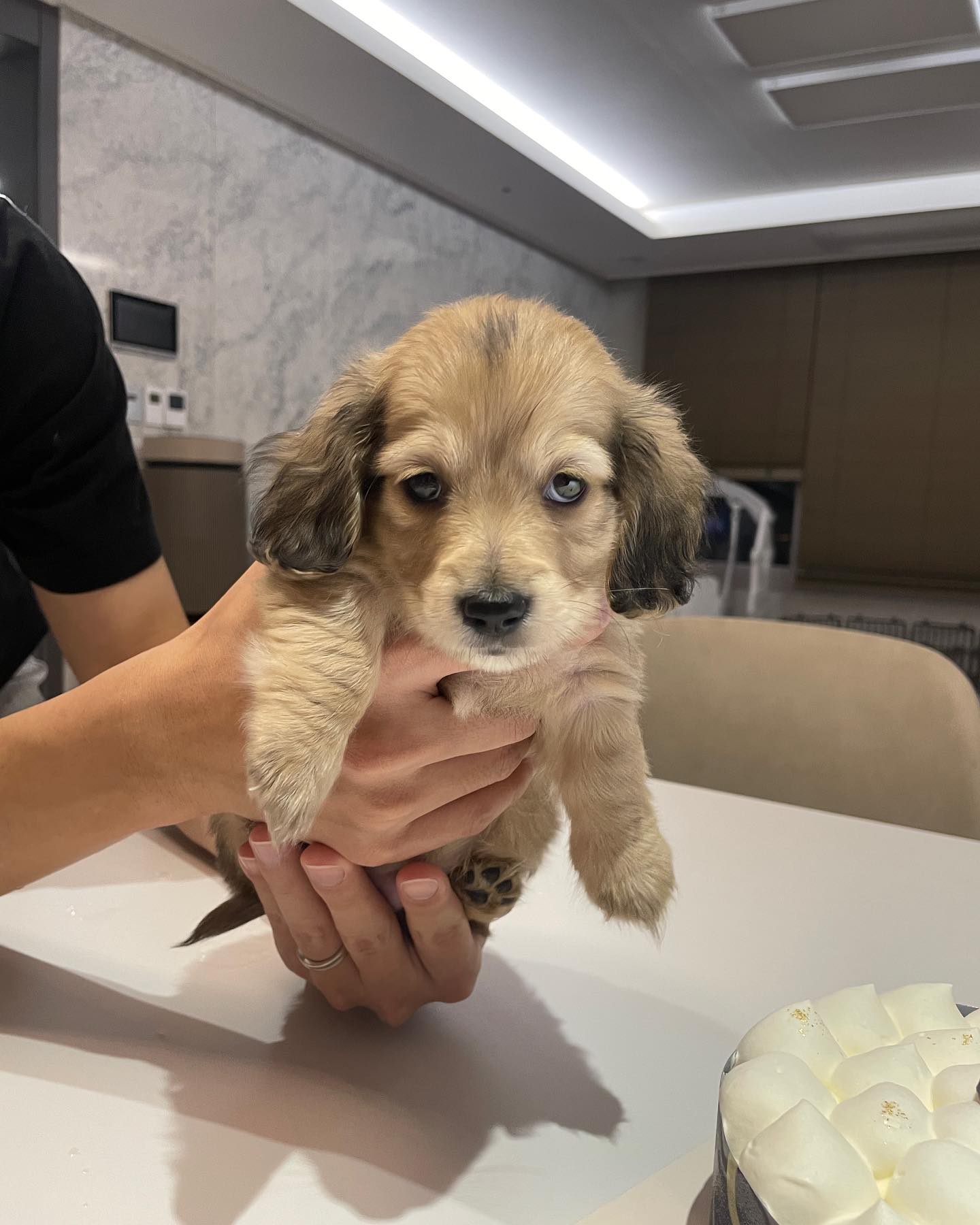 서아 동생 귀여운 레오🐶🌷
배변가리기 성공!