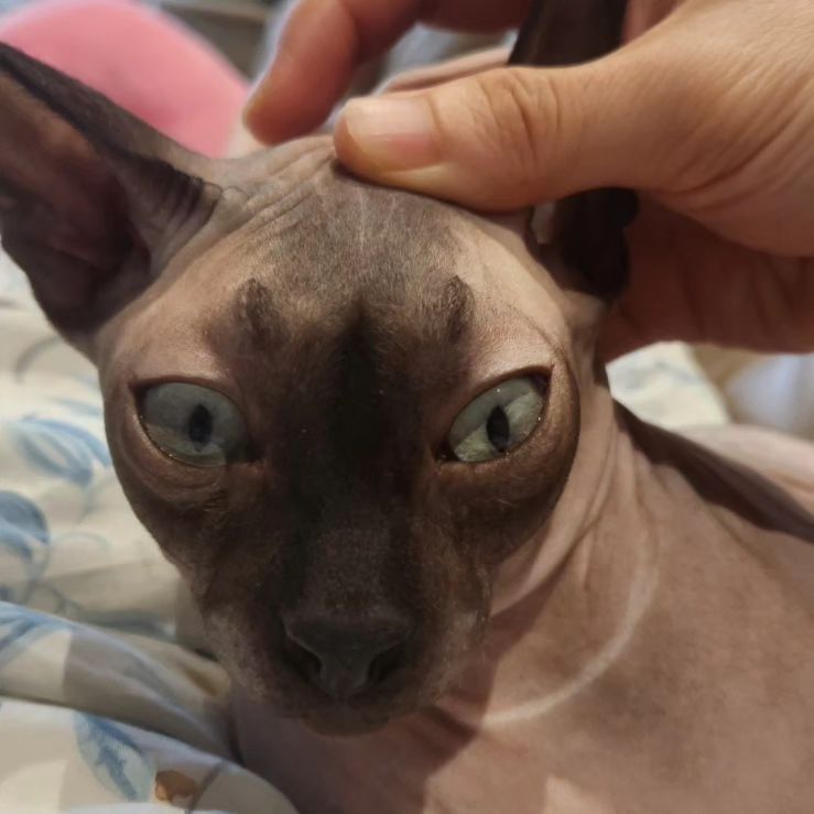 우즈 외계인 모먼트
빵댕이 모닝콜

wooz_fam 

#cat#냥스타그램#スフィンクス猫#sphynxcat#스핑크스고양이#반려묘#狮身人面像猫#고양이#폼피츠#스피츠#포메라니안#외계인고양이
#빵댕이 #모닝콜
