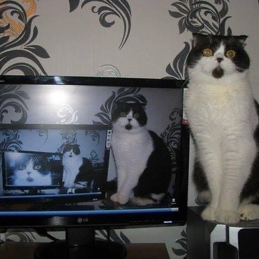 meow