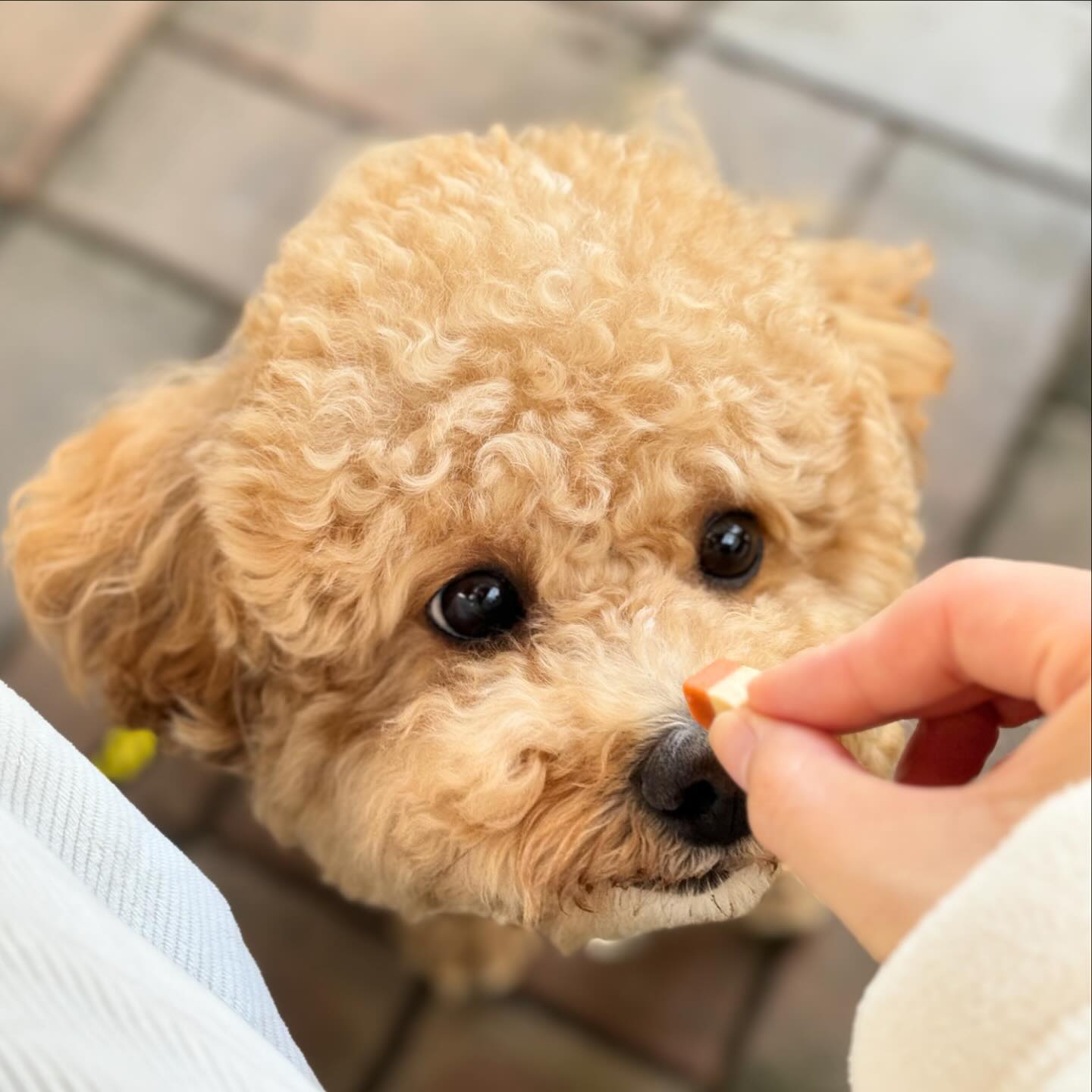 안녕하세요 구찌 엄마입니다🙇‍♀️

이전 글 백수가 되었다는 글을 올렸지만 결국 백수가 되지 못했어요...🥲

저는 간호사인데 지금 의사파업으로 병원이 어수선해 제가 몇년간 일했던 부서가 폐쇄되었고 몇년간 함께 일했던 사람들과 다 헤어지게 되었습니다...

파업이 끝나면 다시 모일꺼지만 그게 언제까지일지도 모르겠고 저는 낯선 부서에서 낯선 사람들과 지금 일하고있습니다... 너무 힘이들어 사직하기 위해 모든 준비를 끝내고 인사를 나누었지만...결국은 저를 응원해주는 사람들이 많아 다시 용기를 내보려고 사직을 철회했습니다...

하지만 몸과 마음은 따로 놀고있고 결국 저는 극심한 스트레스를 겪으며 신체적, 정신적 변화까지 느끼고있습니다. 저는 혼자만의 시간이 필요하다는걸 느꼈고 인스타 활동을 잠시 내려놓고 온전히 저의 회복을 위해 시간을 보내고자 합니다🥲

따스한 봄날 따뜻한 추억 많이 만드시고 행복한 하루하루 보내시고 계시면 곧 돌아오겠습니다💜

feat.누가 푸들은 사람의 감정도 느낄 정도로 똑똑하다그러던데...구찌는 전혀 못느끼던데요....? 아니면 개무시하는건가😤 푸들의 피가 너무 조금 흐르나....?