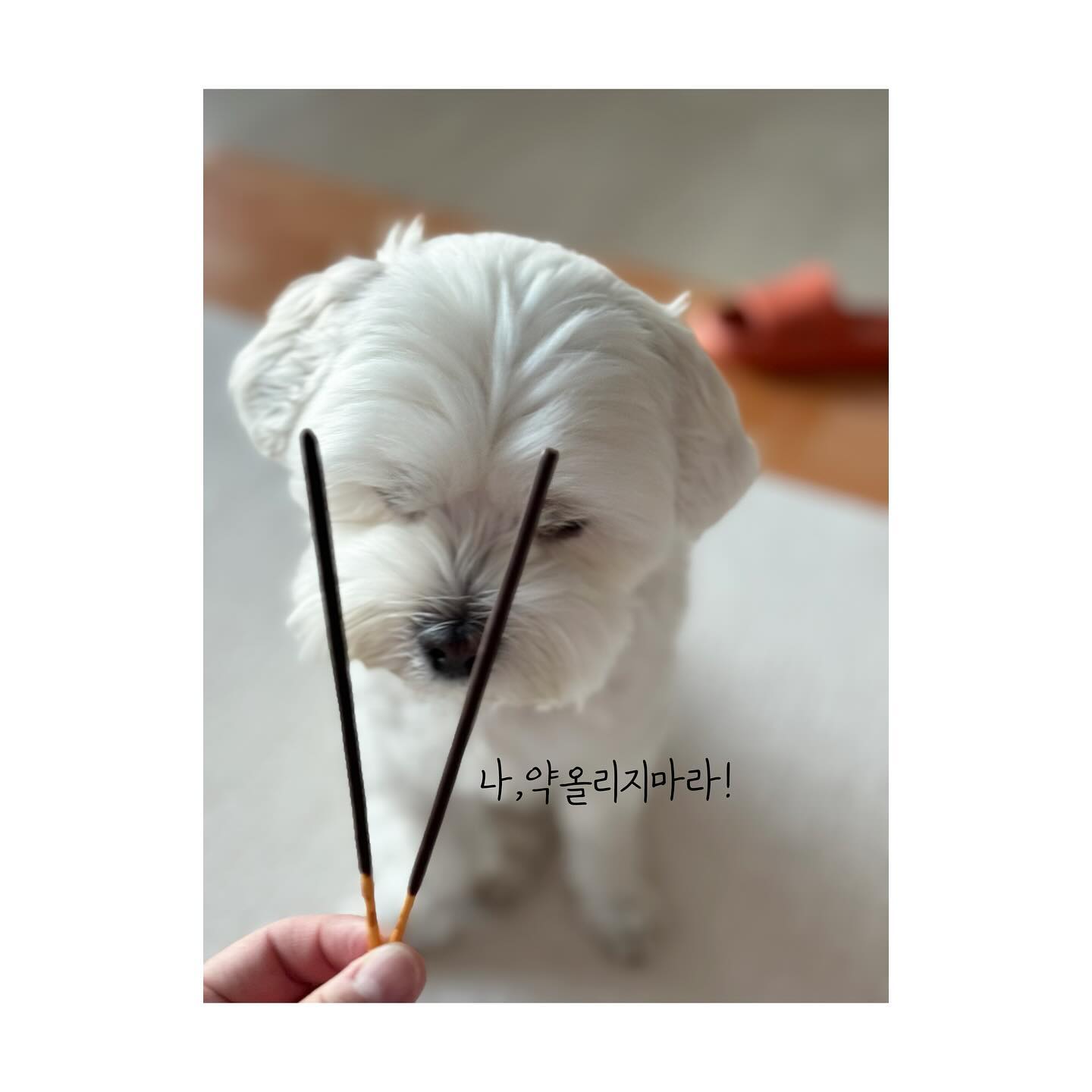 -
빼빼로 약올리지마라! 
-
초코라서 못먹는다!
그래도 먹으면서 내가 과자꼬다리 줬자나!!
삐지지마 ㅎㅎ