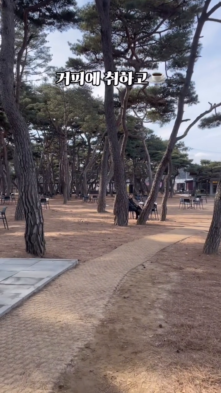 #춘천카페 #소울로스터리 

춘천을 왔는데 여기를 안가본다고????

춘천에 나만 알고 싶은 카페를 찾았습니다 
분위기에 취해보고 싶은 사람 모이세요@@
마음까지 차분해지는 소나무밭카페입니다
 
500그루 이상의 소나무밭 가본 적 있으세요??
저는 이렇게 대형 소나무밭은 처음인데
 몸의 긴장이 풀어지면서
 그 공간에 있는 자체로 힐링이더라고요 

이제 춘천 카페는 여기입니다,
soulroastery 에서 같이 즐겨봐요
 #내돈내산 이지만 찐추천입니다

#춘천소울로스터리 
✔️강원 춘천시 동면 소양강로 530
✔️🚗: 동면 소양강로 530, 538 소울로스터리 제1,2,3 주차장 있습니다. 400대 주차가능. 
2,3 주차장 지나면 가장 큰 제1주차장 파킹 시, 소나무 숲 안쪽으로 걸어오시면 주문할 수 있는 매장이 있습니다. 
✔️토담숯불닭갈비 식사후 당일 영수증 지참시 음료 20% 할인