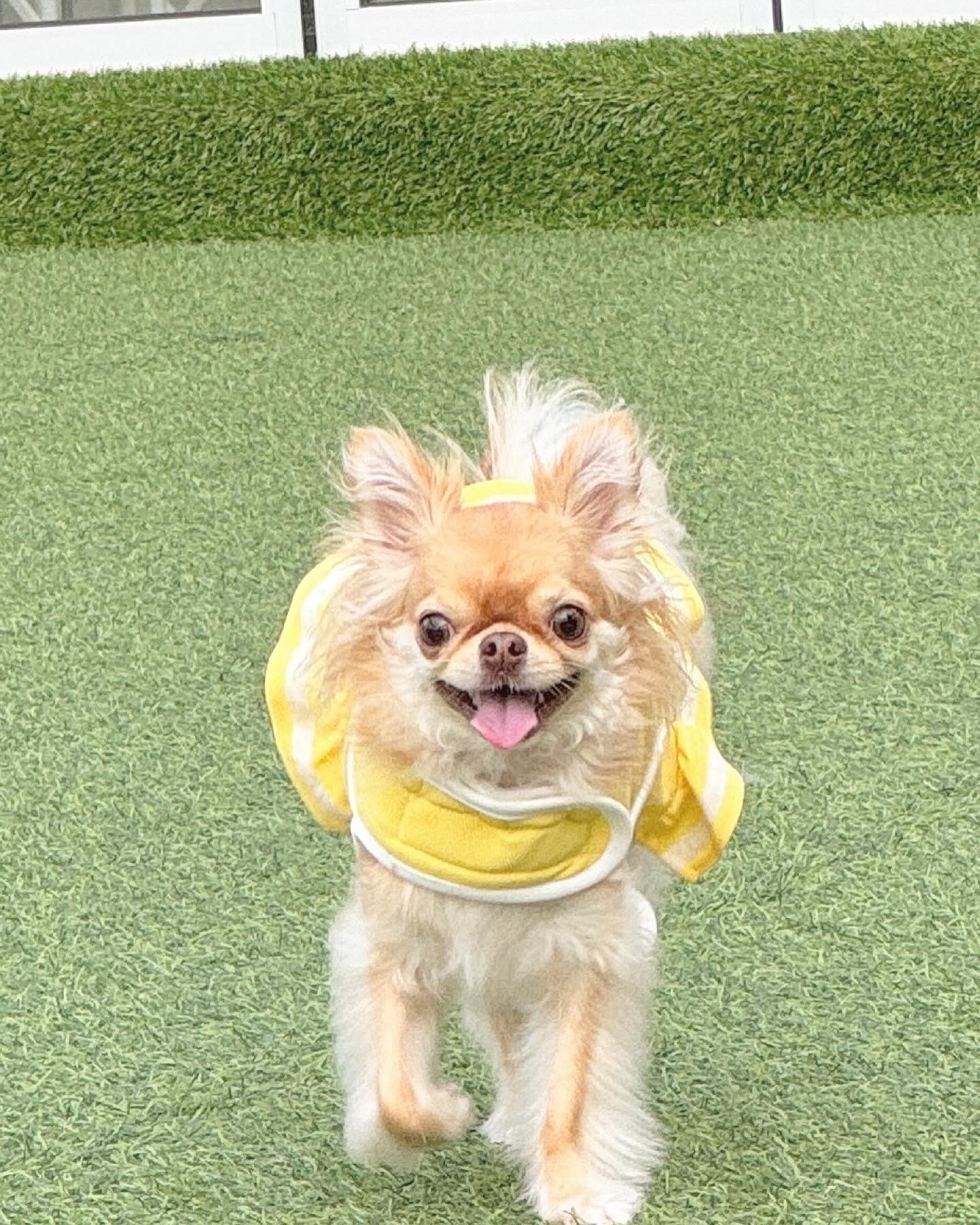 heybro_cafe 
토욜날 간 걸 이제야😅

 #치와와#반려견#치와와스타그램#chihuahua#chihuahuagram#longcoatchihuahua#장모치와와
#チワワ#イヌスタグラム
#chienmignon#다롱이랑#다롱지수
#weeklyfluffy #わんちゃん
#lovedog #dogie
#dogoftheday