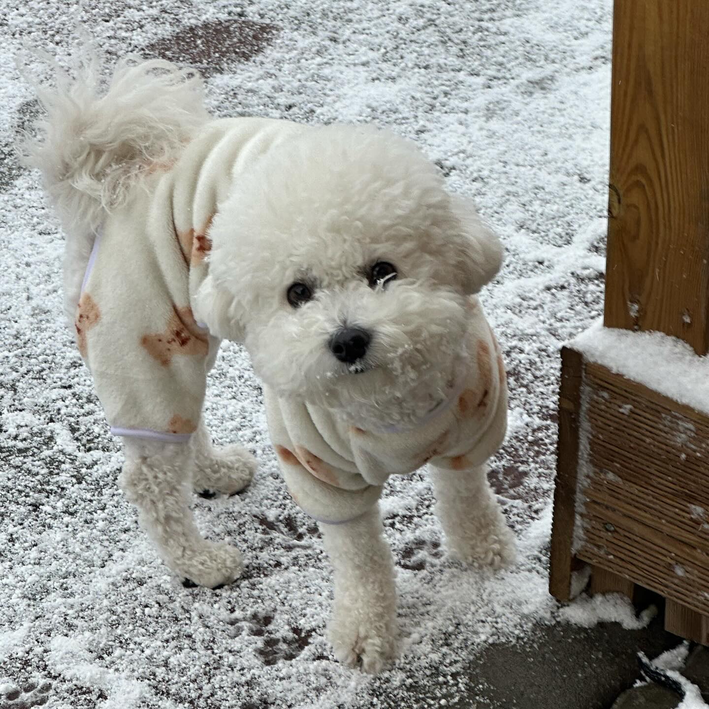 갑자기 눈 ..? ⛄️🌨️🥶