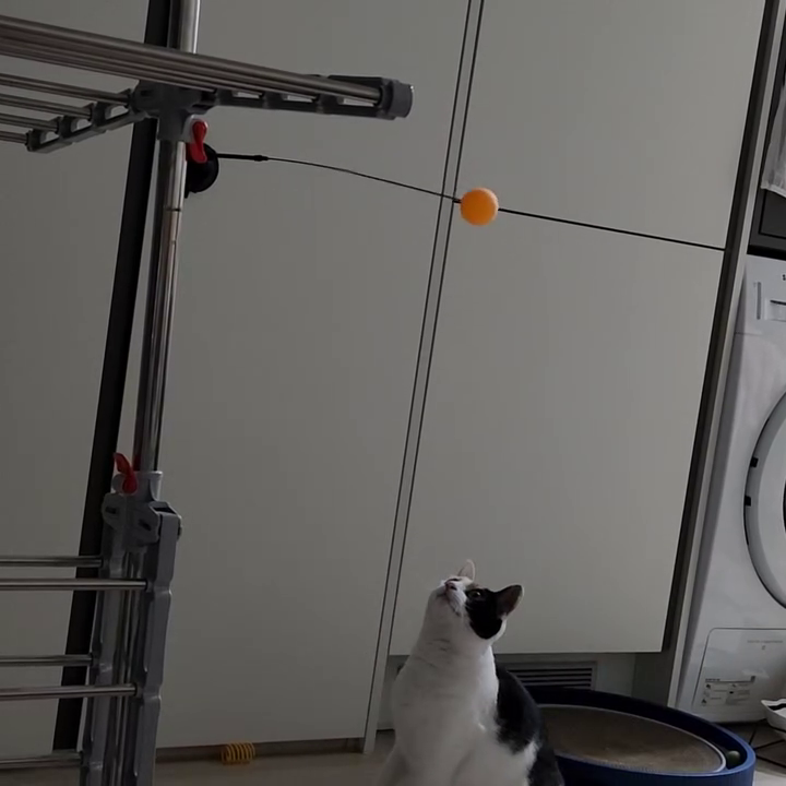 토도독🐱👊