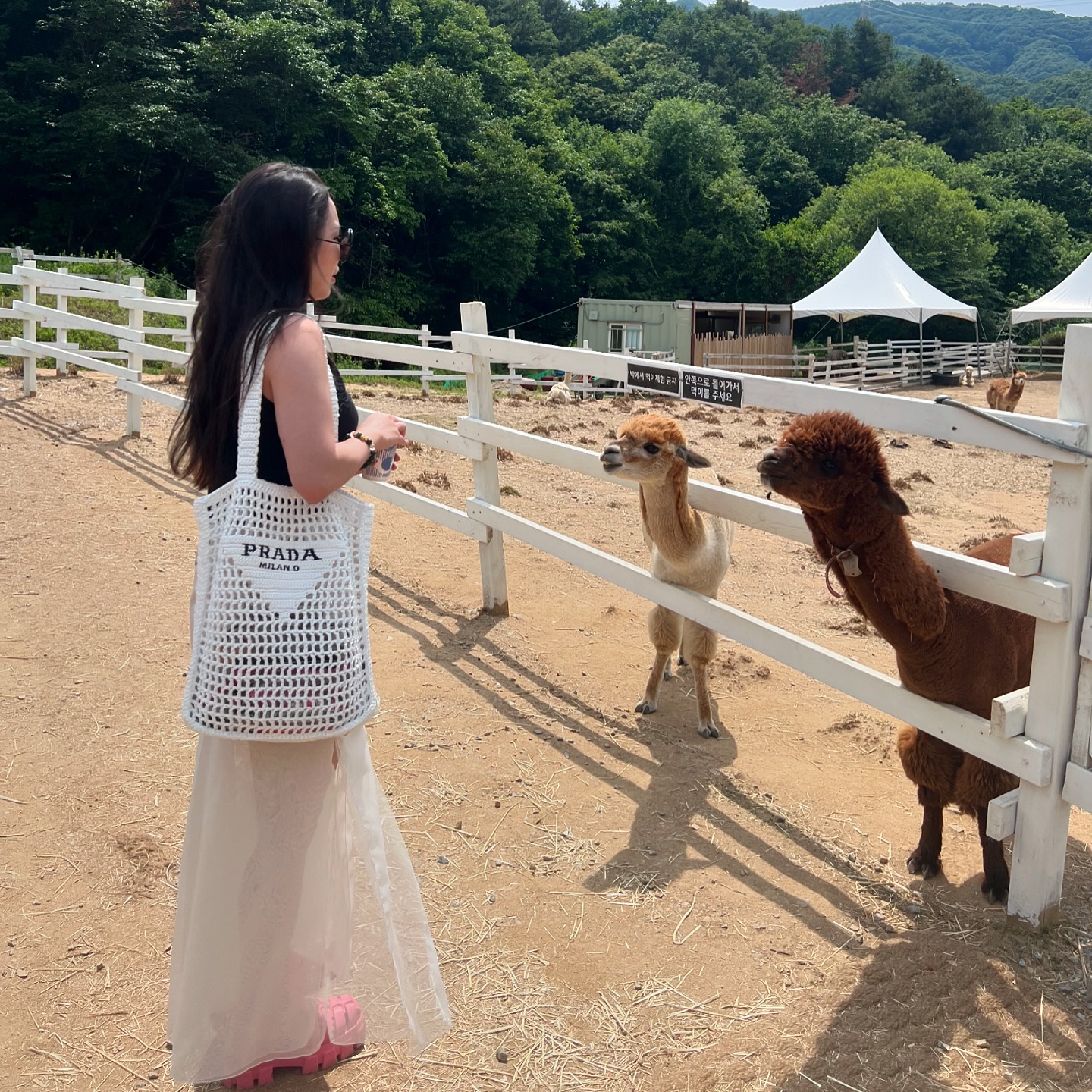 날 좋은 날 다녀온 가평 양떼목쟝💖
양들은 폭신 폭신하게 생겨서 넘 귀엽고 알파카는 보기보다 너무 무서워서 우리안으로 아예 못 들어간 인간🙋🏻‍♀️🙋🏻‍♀️ 

뭔가 양들한테도 말한테 하듯이 혹은 강아지들 다루듯이 기다려하는 사람🤣 재밌기도 했는데 생각보다 조금 무서웠어요🥹 생각보다 양들은 너무 컸고 애기 양한테 간식 더 주고 싶었지만 큰 양들이 너무 적극적이여서 금방 다 털린 간식통만 들고 다닌ㅋㅋㅋㅋㅋㅋㅋ햇빛이 너무 뜨거웠던것만 빼면 완벽했던⭐️⭐️
#가평여행 #가펑양떼목장 #나들이 #주말나들이 #가평나들이