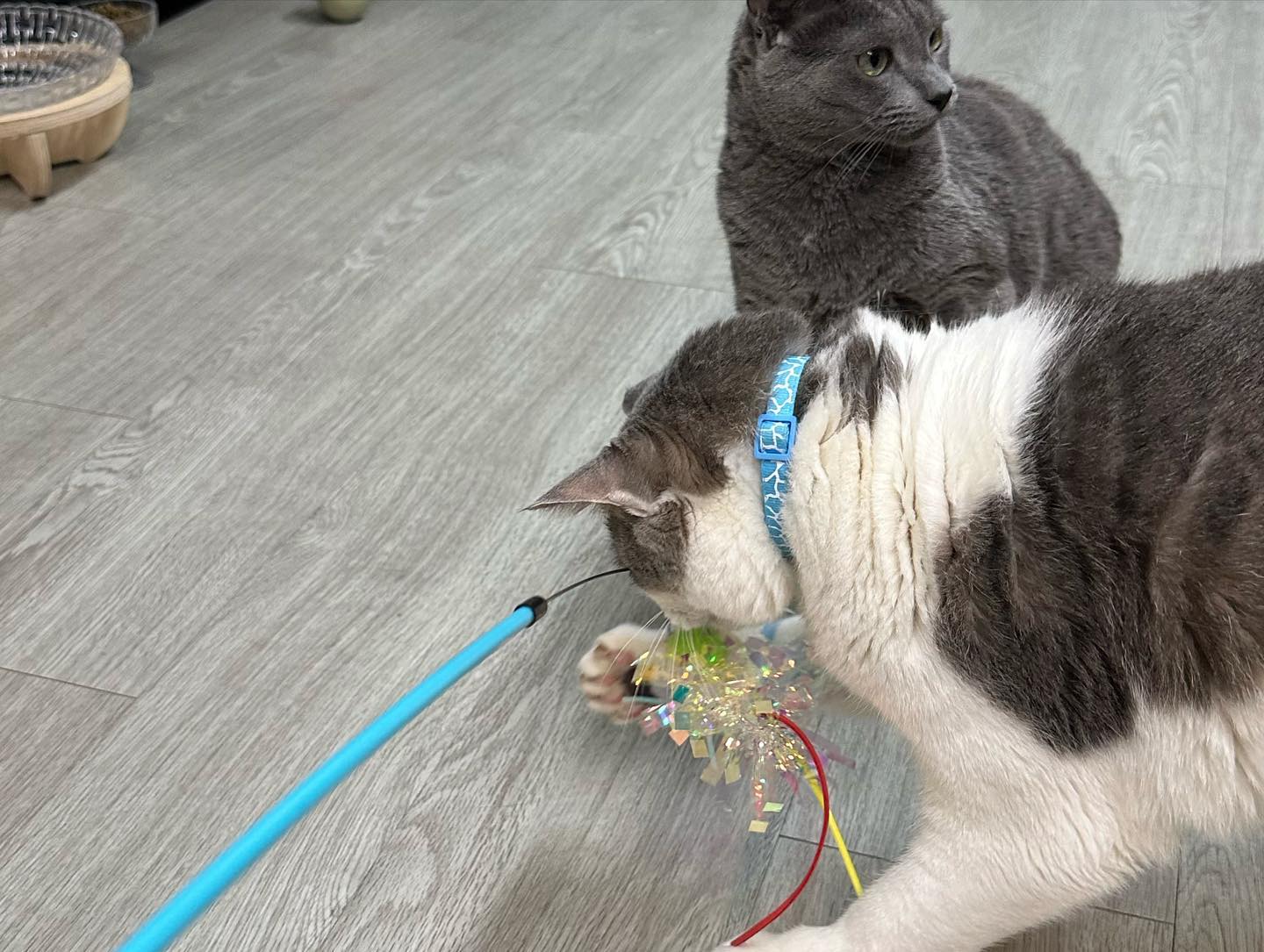 #광고 #협찬

😻냥냥아지 헌팅토이 세트😻
 [고양이 낚싯대 리필 장난감]

사냥놀이를 좋아하는 우리집 4냥이들
택배상자 꺼내고 하루놔뒀더니 
포장껍질부터 잘근잘근 씹어놔버림

-미니벌레형
-뱅글뱅글형
-복실한털형
-카샤카샤형
-빤짝이상형

냥이들에 취향에 맞춰 구매 가능한
다양한 구성!!

실컷 놀고도 냥냥아지 헌팅토이를 
놓지않는 찌즈 💫
#냥냥아지 #고양이장난감 #고양이낚시대 #고양이리필장난감 #헌팅토이 #고양이낚시대리필