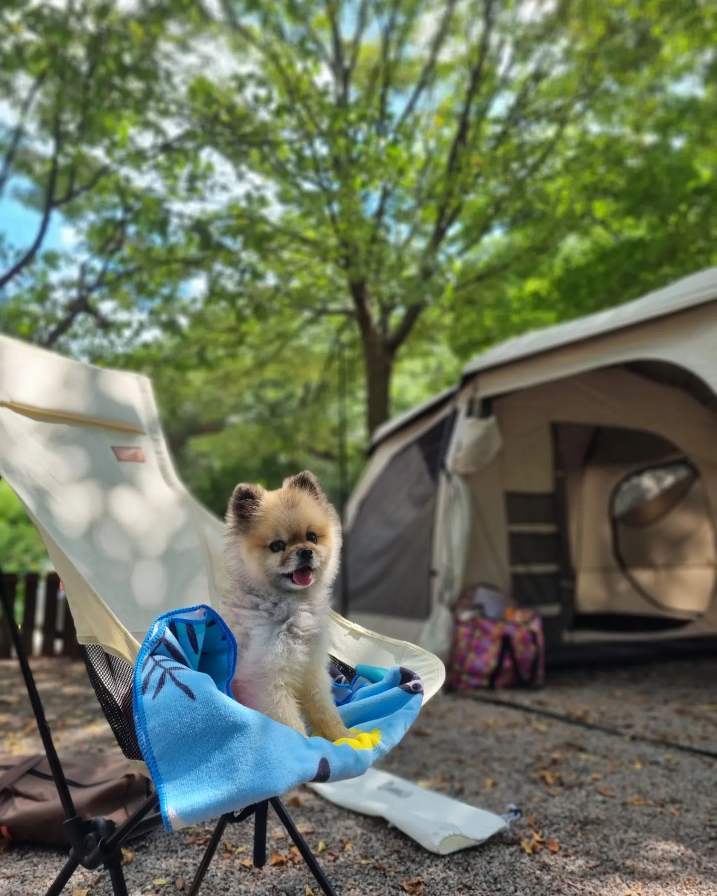 📍 강원 인제군 상남면 내린천로 2355 #반디하우스

울타리가 있어서 완전 편한 #애견캠핑장 🏕
시원하게 물놀이도 할 수있고 하늘이 넘이뿐고얌🌳☁️

바닥에 그냥 뒹굴고 옆집에 시비털고 뛰댕기고 
먹고 자고 놀규 캠핑장 내가 접수한고야 🐶

#인제애견캠핑장 #강원도캠핑 #애경동반캠핑 #내린천 #멍캠핑 #댕스타그램 #멍멍이 #pome #pomestagram #pomstagram #캠린이 #캠핑은즐거워