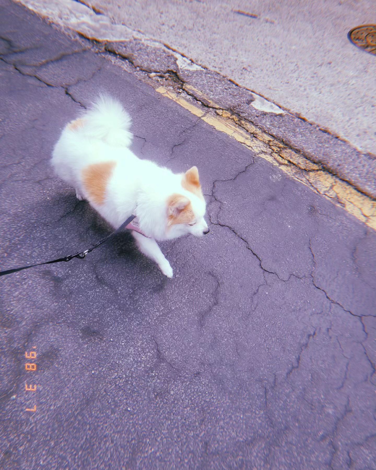 #240307 #강아지 #바리 #산책 #털복숭이 #huji