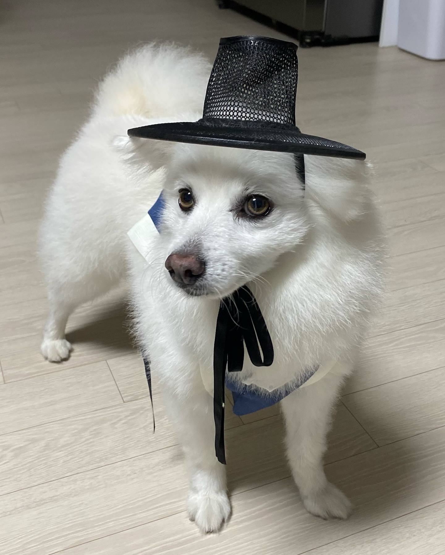 추석 맞이 새 한복 장만했는데 너무 귀엽잔아..✨