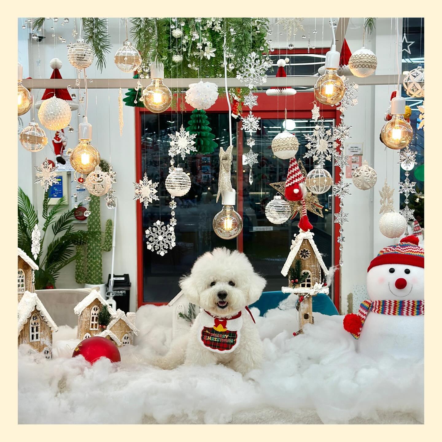 #🐶#🎄#❤️

간만에 포토존에 진심인 애카!
강화도에서 점심먹고 별 기대 없이 
별이 뛰뛰할곳 찾다가 갔는데 

산타할배가 주렁주렁 
포토존이 곳곳 넘 예쁘게 잘 꾸며져 있었다 🤩

운동장 동선은 조금 아쉬웠지만 
강화에서 찾기 힘들던 클스 분위기를
김포에서 풀 충전🔋

#멍스타그램#비숑#크리스마스
#강아지동반여행#애견카페
#김포#강화도