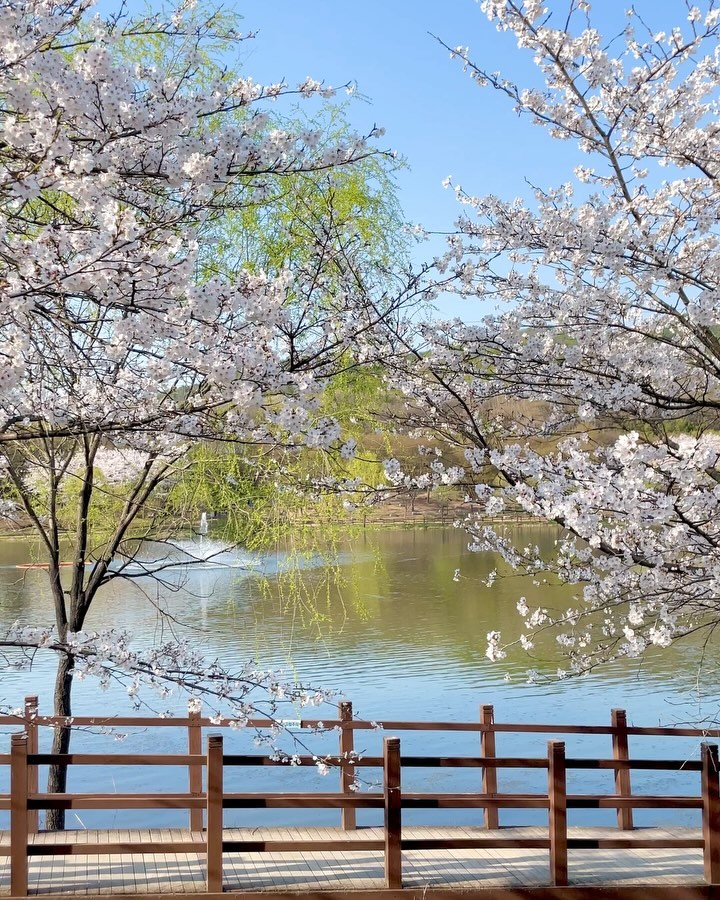 봄이니까 피드에 벚꽃뿌리기🌸🌸🌸