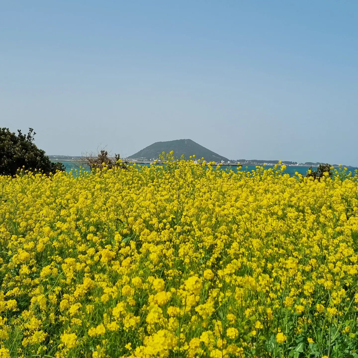 #봄봄봄🌼