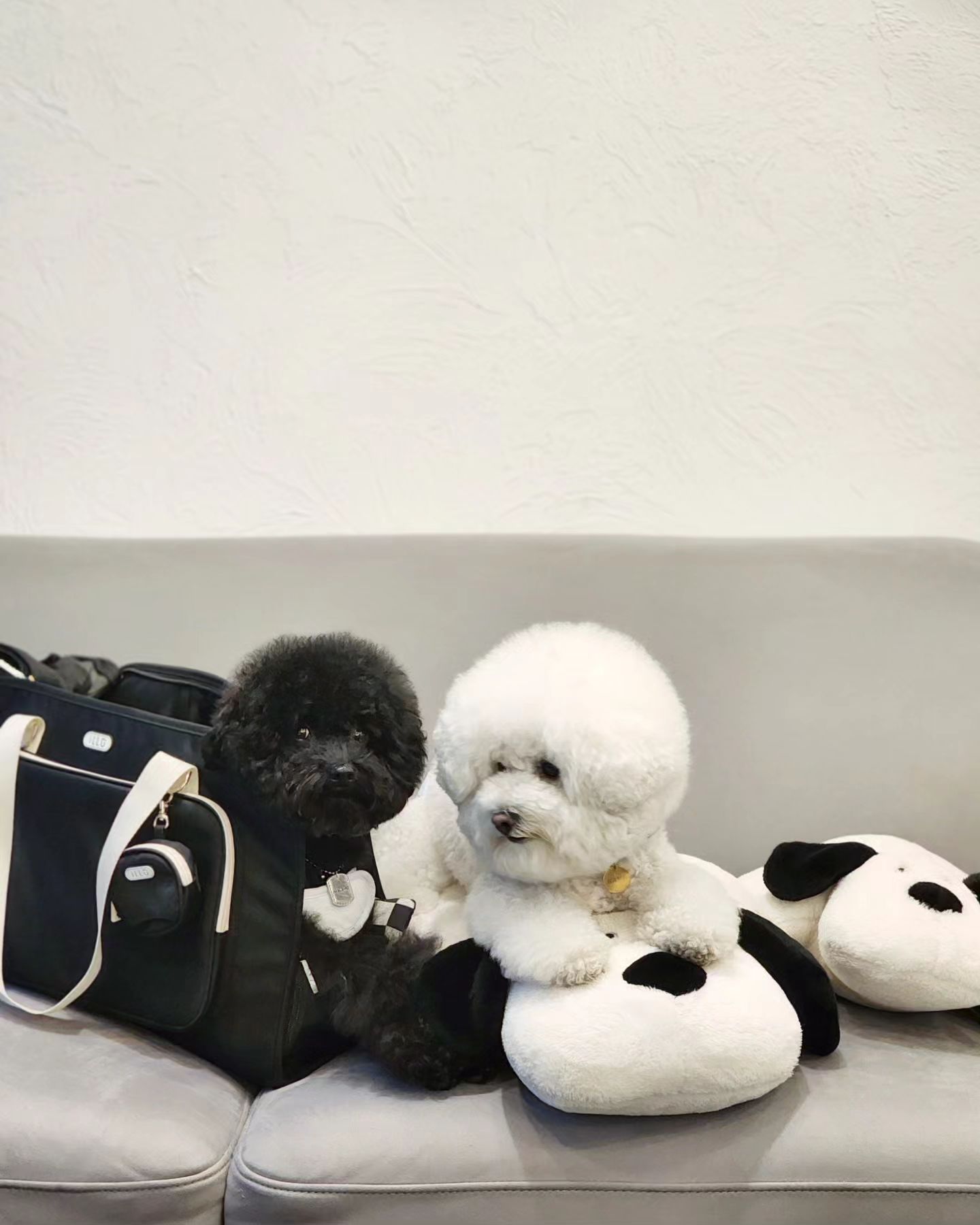 연하남의 가방이 좋아보여서 뺏은 썰 푼다(૭ ᐕ)૭

근데 이거 진짜 좋네... 
울 언냐 월급날이 언제더라🤔🤔

이동가방 illo__official