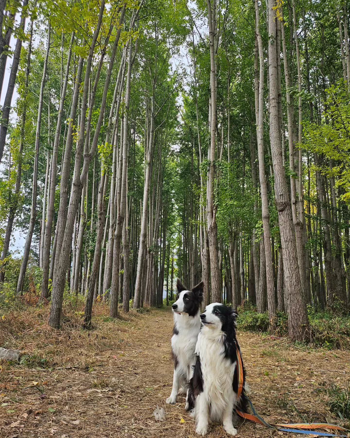 따뜻한 남쪽나라는
아직 멀었나 봄
.
.
.
#덤보리하우스🏡 #이래놓고금새우수수다떨어지겠지 #매년가을기록 #도리마을 #도리마을은행나무숲