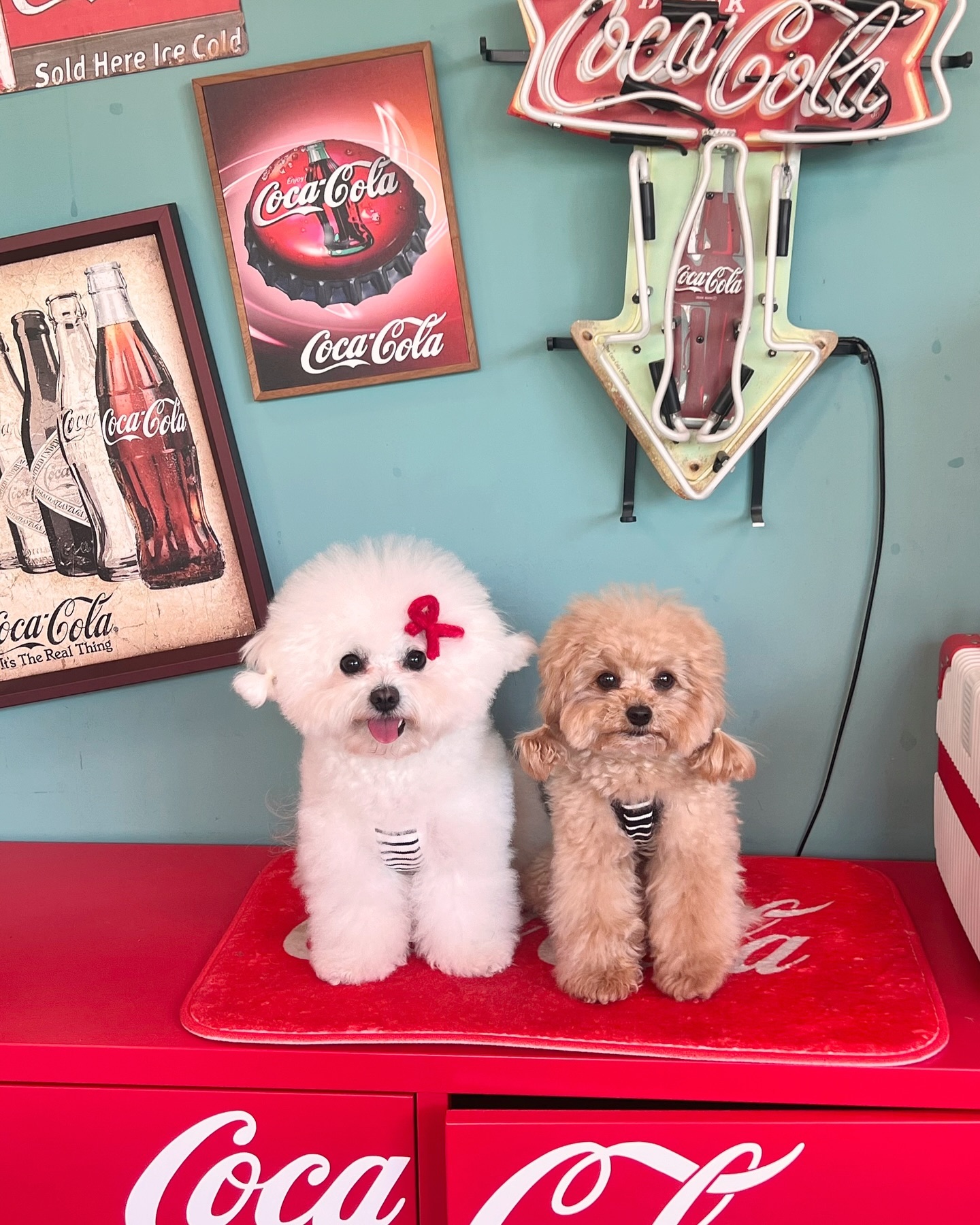 :
엘리눈나랑 커플 귀묶🥤❤️

🏷️ dd_amddam