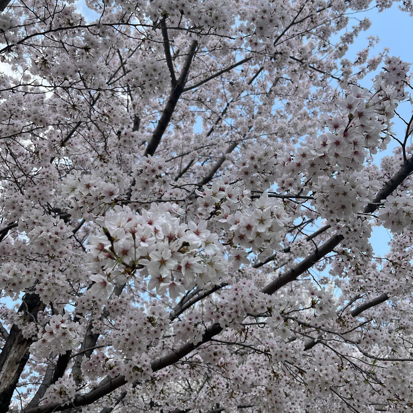 #꽃놀이 잊지못해,, 
내년에는 잔디랑 같이 구경가야지 🌸👼🏻

#어린이대공원 #어린이대공원벚꽃 #벚꽃축제 #벚꽃 #벚꽃명소 #벚꽃🌸 #피크닉 #점심 #꽃 #꽃스타그램