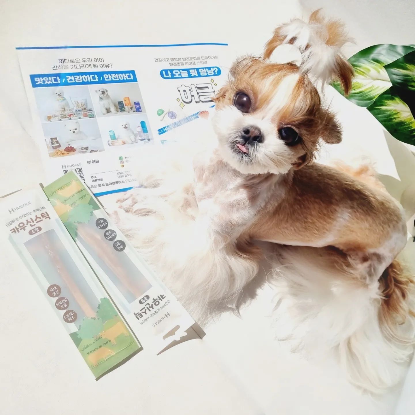 #협찬 
오래 먹는 고단백 저칼로리 천연간식
#카우신스틱
심심할때 물고 뜯을 수 있는 강아지껌으로 씹는 행위만으로 스트레스 해소, 턱 관절 강화, 치아건강 도움을 주는 간식이죠*^^* 

#허글카우신스틱 
유해 성분NO,원재료그대로 건강함을 담았어요.
안전하고 믿을 수 있는 "HACCP제조" 100%국내생산 위생적이고 간편한 "개별스틱 포장"이라서 나들이, 캠핑 시 챙기기에도 좋아욤. 

100%천연 단일성분 <우신>
우신은 한 마리의 수소 당, 1개만 나오는 특수부위로 수요에 비해 공급량이 매우 적은 아주 귀한 부위이며 허글카우신스틱은 우신 100%로만든 수제간식이에요~
🐶 예쮸가 아주 좋아라한답니다. 

우신은 기호성이 좋고오래 먹을 수 있으며 소화 흡수율이 높아 뼈간식에 비해 훨씬 안전하며 단백질,비타민,미네랄 함량이 풍부하고 치아 건강에 도움을 주는 간식으로 아기강아지 이갈이 할 때도 강츄! 

huggle_official

.
.
. 

#허글 #동결건조간식 #강아지간식 #저지방간식 
#강아지껌 #불리스틱 #소우신 #소힘줄 
#불리스틱추천 #불리불안 #불리껌 #애견껌
#스틱간식 #카우스틱 #우스틱 #애견간식
#강아지키울때

https://naver.me/FUzZToPv 

https://smartstore.naver.com/hugglemall/products/10281355540