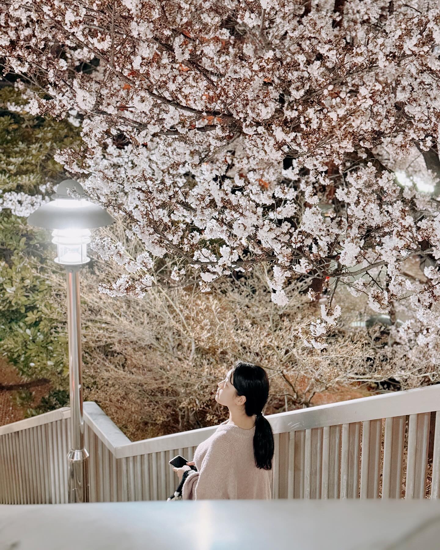 퇴근길

#벚꽃 
#해맑음