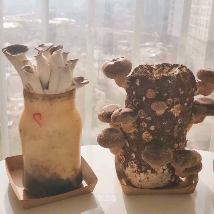 집에서 쉽고 재밌게 키울 수 있는 버섯키우기키트 소개해 드려요:D

​​❤︎ 율이농장 버섯키우기키트 6종세트 𝙊𝙋𝙀𝙉 [ ~ 12/9‼️]

똥손도 거뜬하게 할 수 있는 버섯키우기키트 6종세트_키트안에 필요한 준비물은 보내드리니 하루에 물만 2~3번 주면 누구나 쉽게 신선하고 영양가득 버섯을 집에서 직접 재배해 볼수 있어요😎
율이농장만의 발아율 연구로 높은 발아율을 자랑한답니다✨️
15일 이후에도 발아하지 않는다면 연락주세요:)
버섯이 자라나는 과정을 보면서 자연스럽게 자연관찰을 경험해 볼 수 있고 아이들과 직접 버섯을 키우면서 재배의 즐거움과 성취감을 느껴며 책임감도 기를 수 있어요👍
하루가 다르게 쑥쑥 자라는 버섯을 보며 기르는 재미가 쏠쏠👀

​보통 7일이내 버섯이 나오고 10일이내 수확이 가능하더라구요:)
수확하여 버섯도 관찰하고 맛있는 요리까지👅
버섯을 싫어하거나 잘 먹지 않는 아이들도 스스로 키우고 재배해  요리해서 먹어보면 버섯과 친해질 수 있는 기회를 만들 수 있겠죠👍👍👍
버섯불고기전골.버섯전.잡채 등 맛있는 버섯요리를 가족과 함께  만들어보세요🤍🤎

➡️ ​한번 수확하고 끝이 아니라 2~3번 재수확 가능하고 많게는 4~5번도 재수확 할 수있는 버섯키우기키트😎

​
​​​❤︎ 구성

버섯배지 (표고2/느타리2/고기느타리2)
비닐하우스비닐.물받침대.네임스티커.재배안내자료

​​​❤︎ 공구기간 : 12/7 ~ 12/9 (3일간‼️)

​​❤︎ 배송기간

평일기준  오후2시 이전 주문시 당일출고 / 금~토 제외❌️
평일기준 2~3일 이내 배송
무료배송‼️ / 제주.도서산간 4.000원 별도추가
​

✅️ 구매 및 문의는 댓글이나 디엠주세요 ✅️