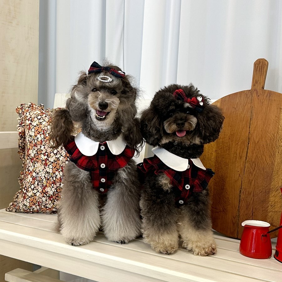 💐
넘나 옛날 사진이지만 넘길수없어서
늦게라도 올리는 바니디올투샷🐩🐩
달씌 볼때마다 디올아.. 보고싶다....😭
.
비가 와서 실외카페 하나도 못가서
어쩌지 하다가 급 찾게된 어가든!
꽃차와 예쁜 소품, 인테리어로
흐린날도 문제 없었던 곳🥰
.
디올이가 디올 차려니 목줄이 너무 커서
어쩔수없이 바니가 디올, 디올이가 구찌🤪
.
.
.
천안애견동반카페 wincywin2018 🌼

#어가든 #천안애견동반카페 #꽃차 #바니디올 #팬텀푸들자매 #팬텀푸들 #일로일로 #오늘의강아지 #천안가볼만한곳 #천안애견동반 #강아지모델 #푸들자매 #애견모델 #강아지패션 #강아지코디 #강아지일상 #강아지소통 #디올강아지목걸이 #구찌강아지목줄 #디올모델 #구찌모델 #팬텀푸들디올 #팬텀푸들바니 #phantompoodlebonnie #cutepetclub #diordog #guccidog #dailypuppies #phantompoodles #poodlelove