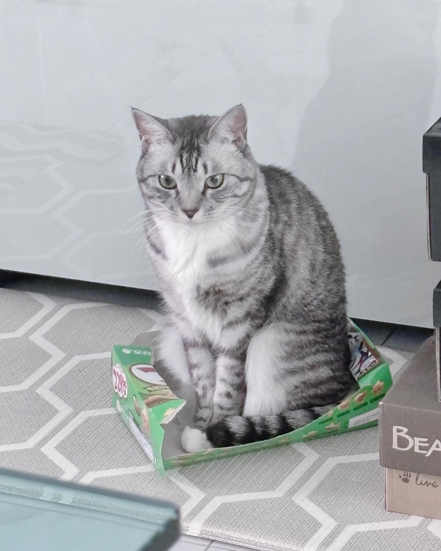 내 취미는 노숙냥 📦🐈‍⬛

고래밥 박스 당연히 벌써 찢어졌는데
뮤뮤 애착 박스라서 버릴 타이밍 못잡는중입니다요🙄

#ㅋㅋㅋㅋ #박스냥 #노숙냥 #찢었다 #노숙이취미 #불땽해 #숨숨집많음 #스크래쳐많음 #냥그램 #funnycatpics #mycatisweird #🐈‍⬛