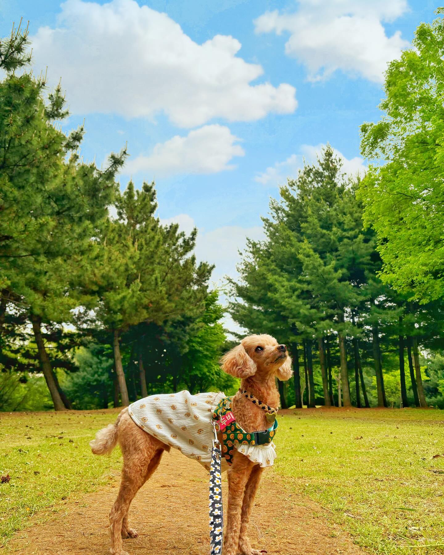 ⠀
경기도 인근 산책 공원🌳
⠀
⠀
📍장소 : 안산호수공원
🅿️주차장 : 무료
🐕‍🦺애견동반 : 가능
🧺피크닉 : 가능
⠀
☑️ 생각보다 넓어서 1시간 이상 산책
☑️ 호수가 있어 물소리, 새소리 좋음
☑️ 강아지들도 많아 만나기 좋고 여유로움
☑️ 사계졀마다 분위기가 다름(벚꽃명소)
⠀
가까우면서도 연인과 함께 산책하기 좋아요💛
산책 코스 체크하시고 출발하세요🚘
.
.
.
더 많은 #반려견동반 정보를 공유할게요🐕‍🦺
#두비 poodle_dubi 
#푸들 poodle_dubi