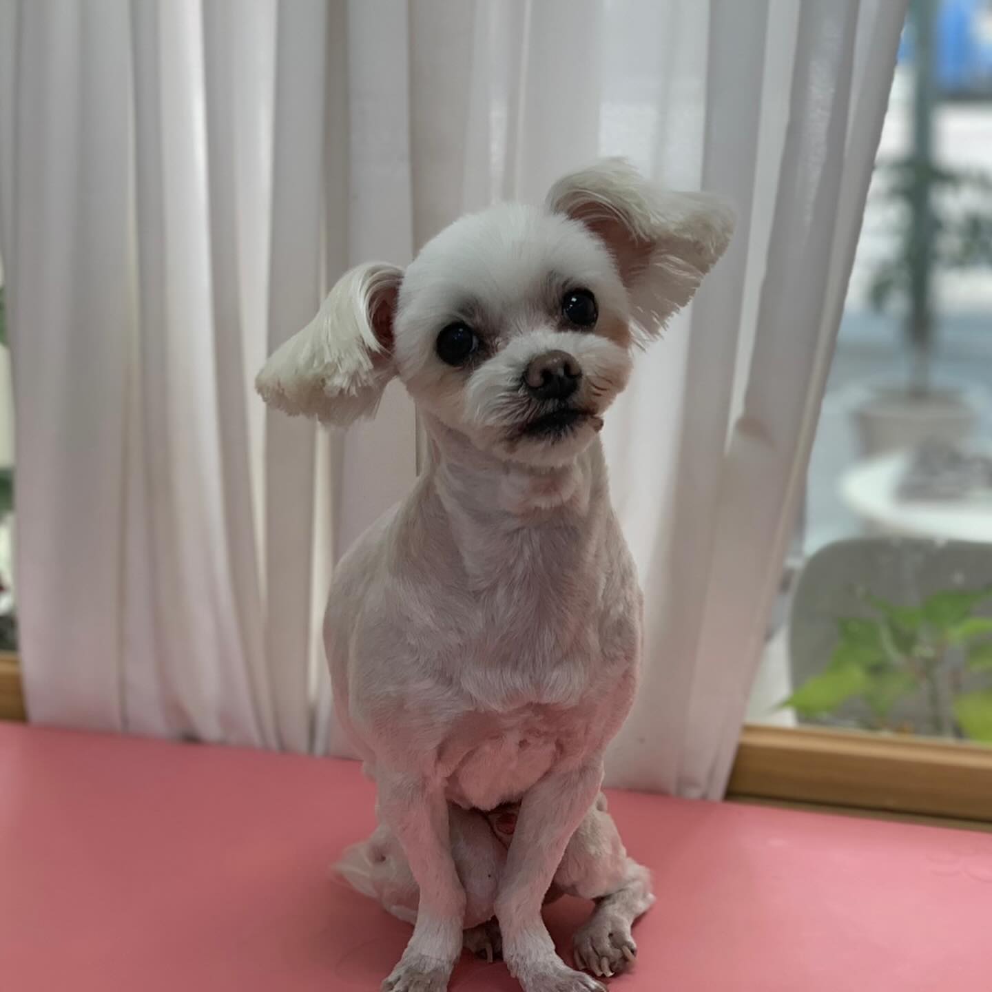 비포 애프터 확실한 중1 🐶💗
#띵커몽드