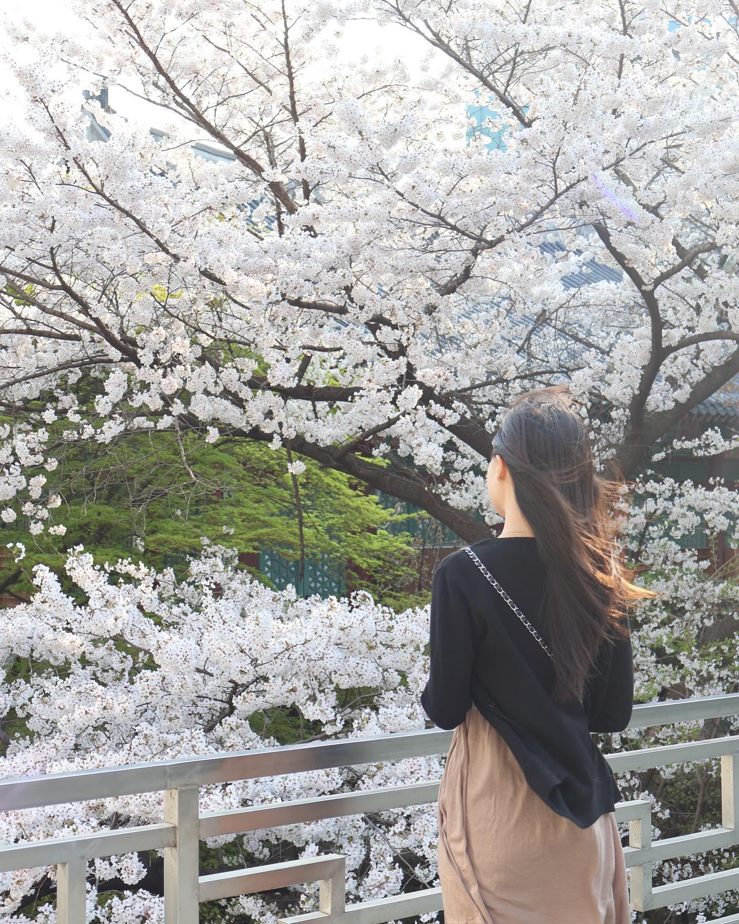 🌸🍀🤍