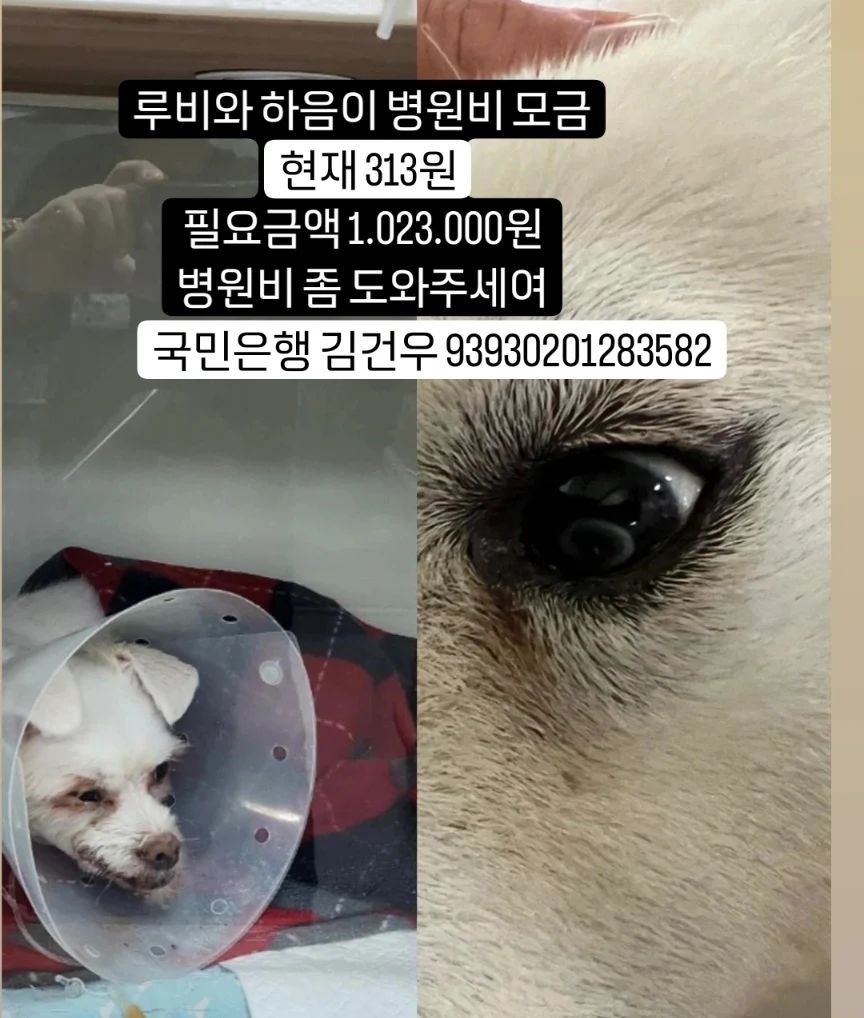 🙏🏻🙏🏻🙏🏻🙏🏻🙏🏻🙏🏻🙏🏻🙏🏻🙏🏻🙏🏻
지난달 발치하고 스케일링 한 루비와
눈검사한 하음이 병원비를 도와주세여ㅠ

✅현재 313원
✅국민은행 김건우 93930201283582✅

🙏🏻도와주세여🙇🏻‍♀️

🦋루비 313원
🦋
🦋
🦋
🦋
🦋
🦋
🦋
🦋
🦋
🦋
🦋
🦋
🦋
🦋
🦋
🦋
🦋
🦋

#무한공유 #리그램 #도와주세여 #도와주세요 #유기견 #유기묘 #유기견입양 #입양 #임보 #입양해주세요 #입양은사랑입니다 #버리지마세요 #끝까지지켜주세요 #가족 #말티즈루비 #백구하음이