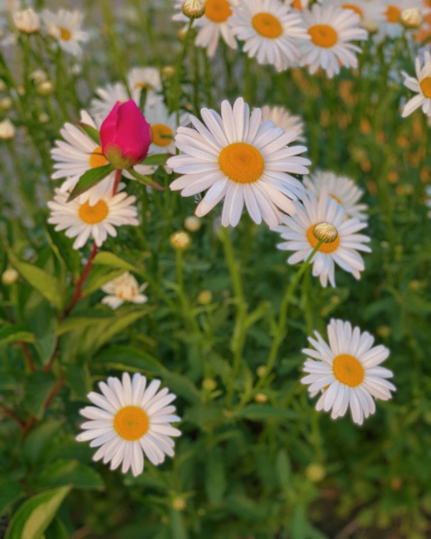 엄마 꽃밭 🌷