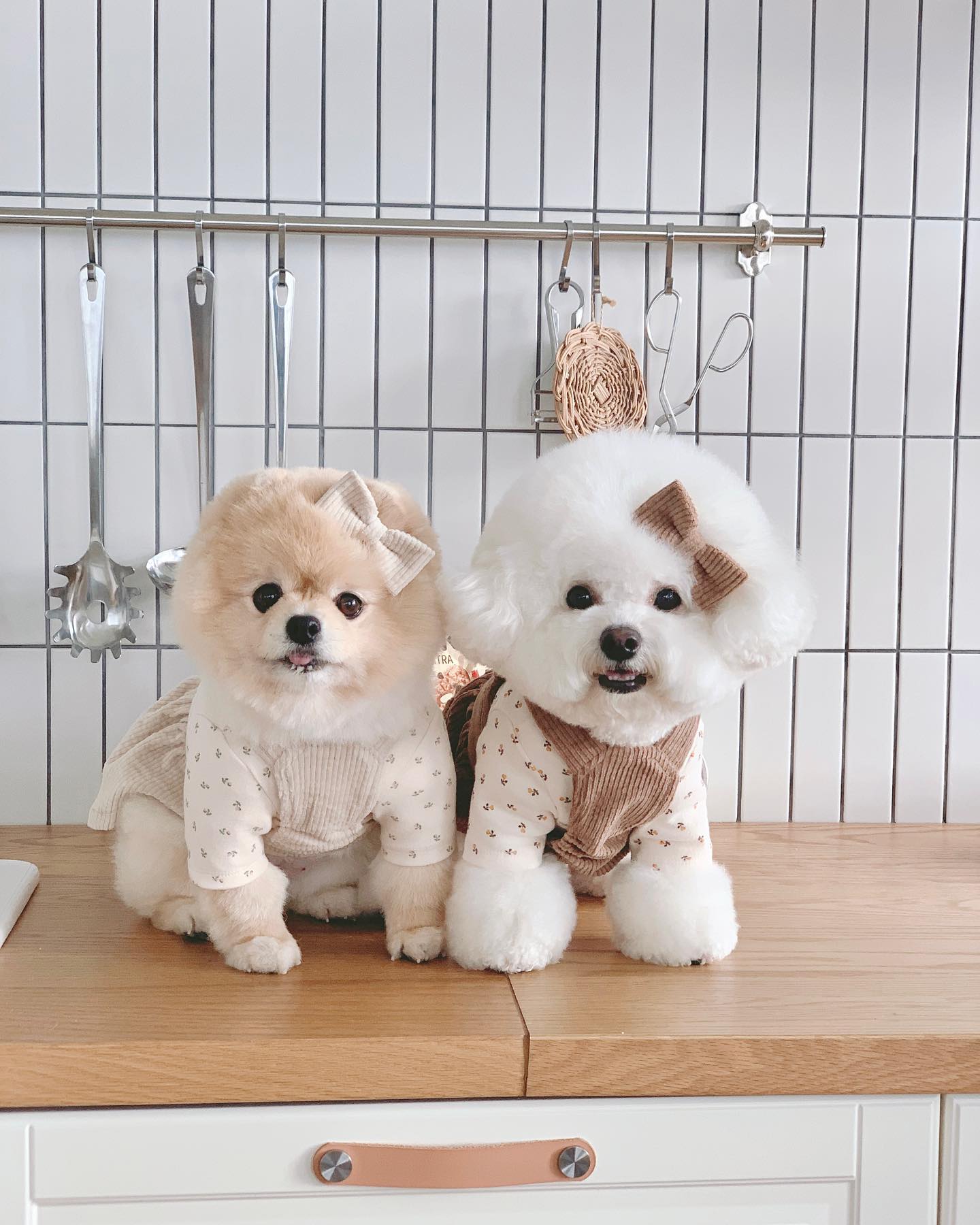 .
인절미랑 찹쌀떡🤎

#귀여운애옆에귀여운애 #귀여움이두배