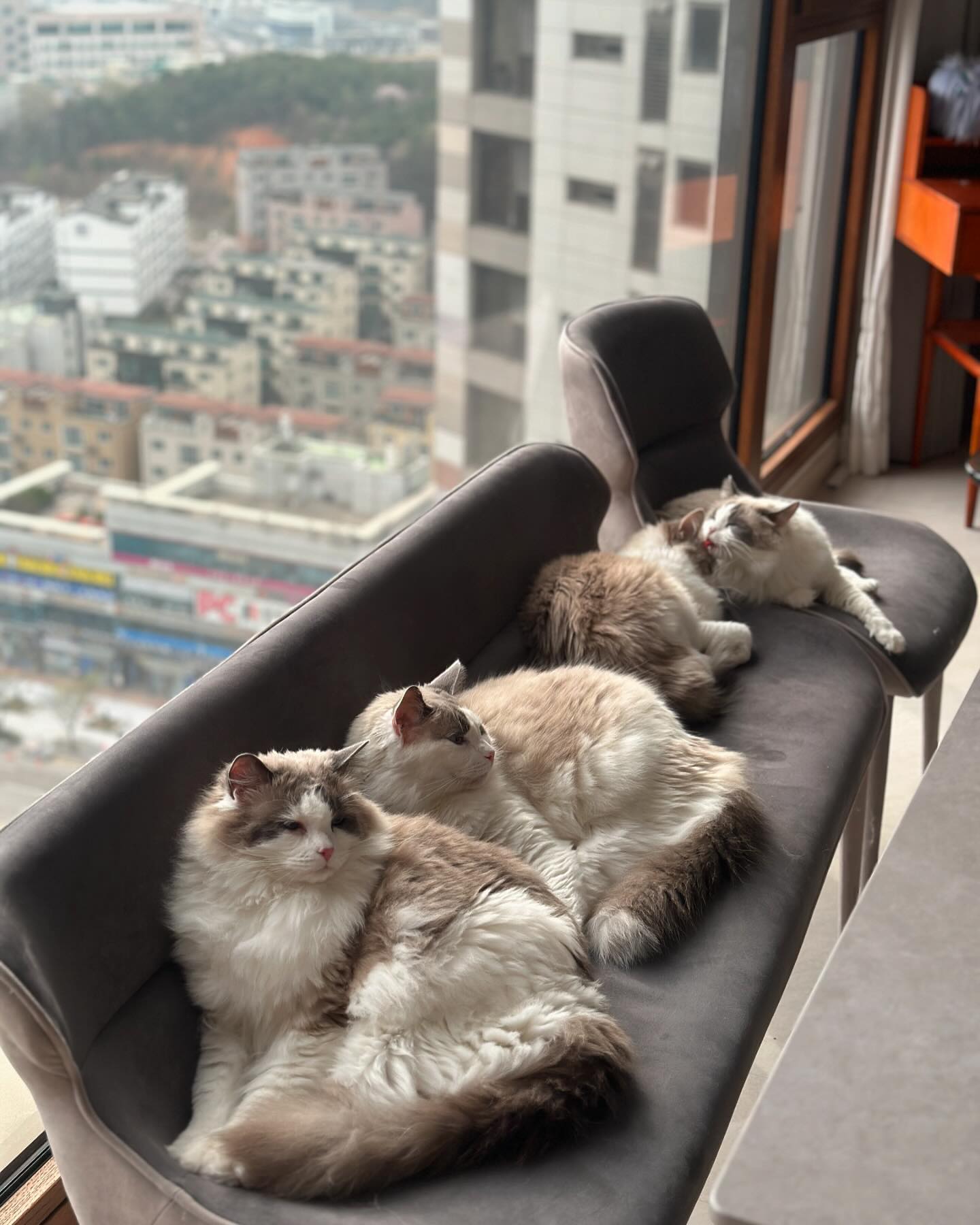 🚐🚌버스정류장 #고양이벤치