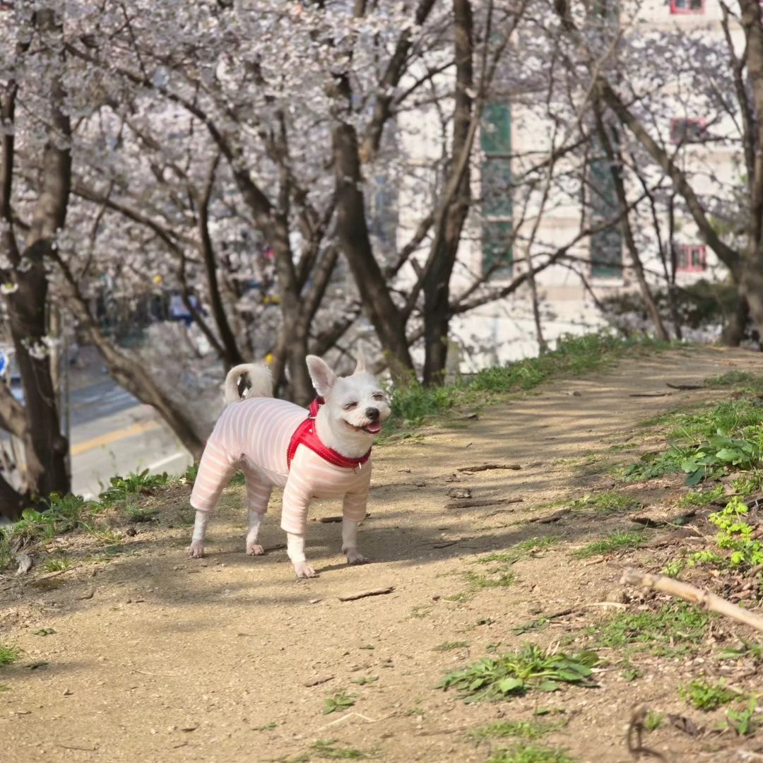 ⠀
⠀
⠀
⠀
강아지도 꽃구경하면
신이나는가봉가 🎶
뚱가 뚱가 뛰어 다니던 쿠키 🐶🌸
⠀
⠀
⠀
⠀
#벚꽃 #벚꽃놀이 #벚꽃구경 #봄 #반려견 #반려견그램 #반려인 #강아지 #댕댕이 #멍스타그램 #댕스타그램 #믹스견 #럽스타그램 #육아육견 #집사 #소통 #좋테 #좋반 #멍팔 #맞팔 #instadaily #daily #follow4follow #likeforlikes #instaphoto #love #dog #puppy