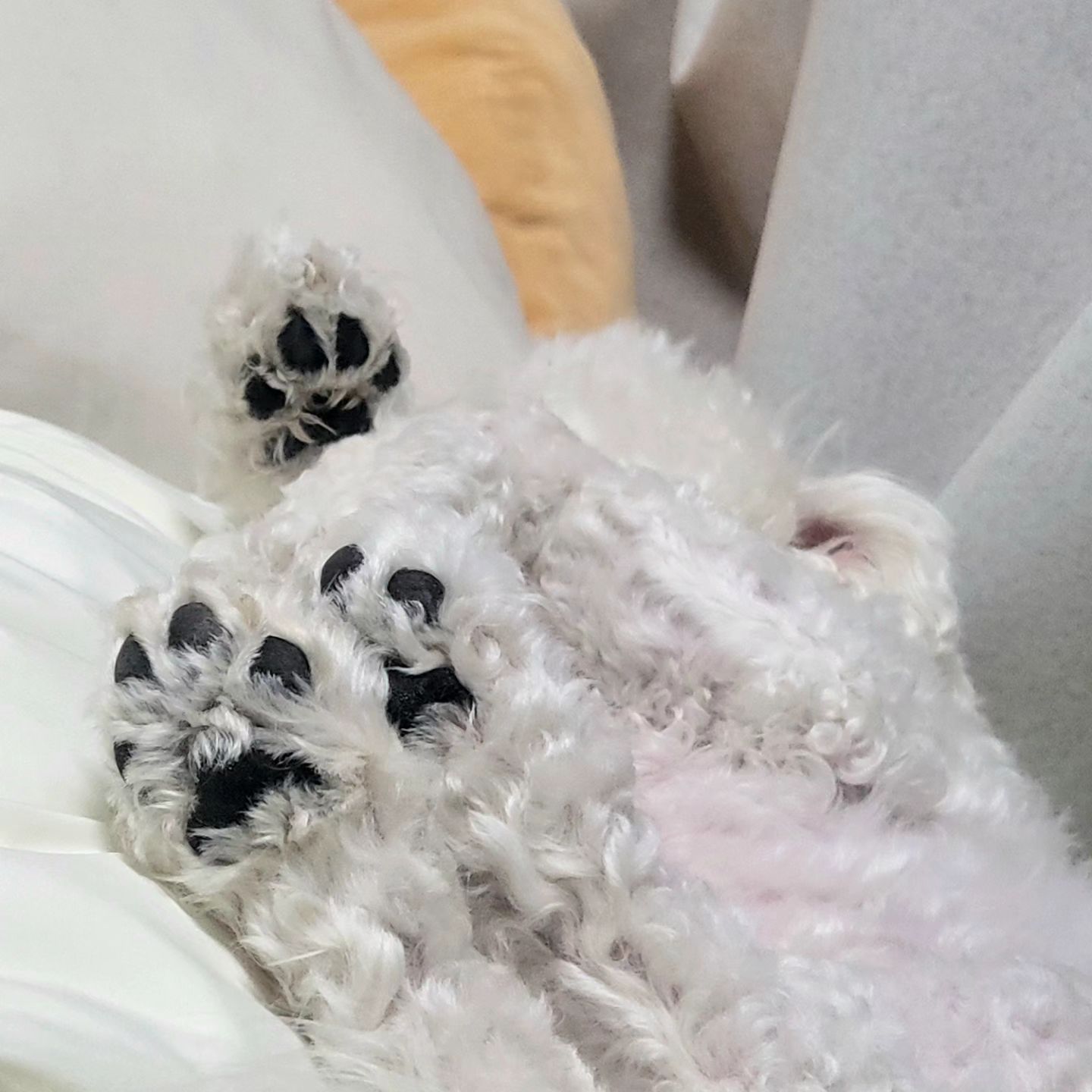벌러덩 취침중..😪
꼬순내 맡아볼 사람!🫶
