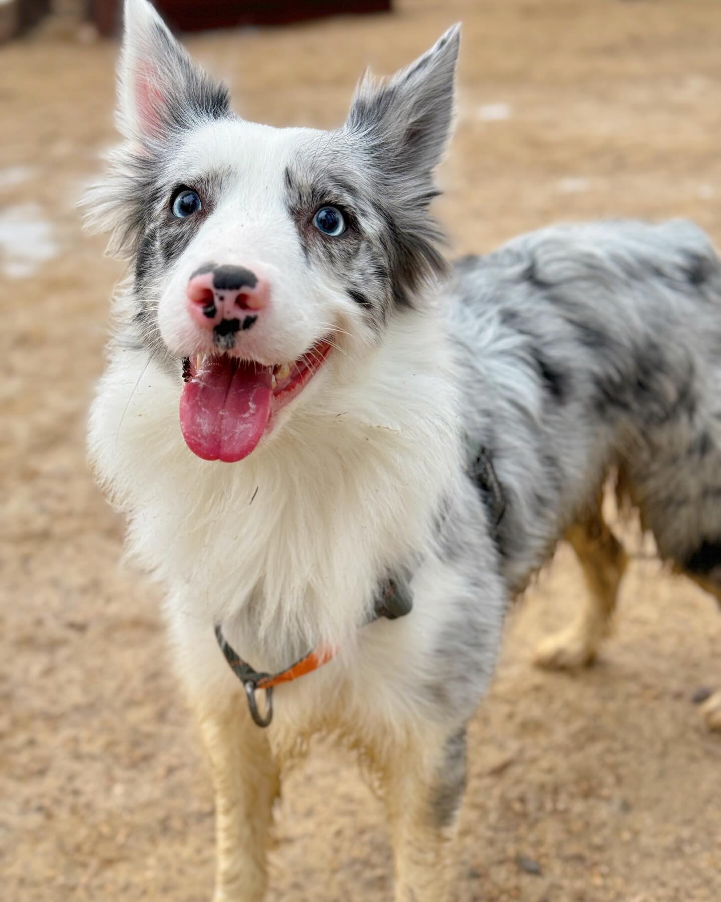 🐶 헤헤 이틀전이 멍빨했는데 오늘 또 엄마를위해 흙바닥에 엎드렸어요! 
(표정 너무 해맑아서 더킹받아🥲)