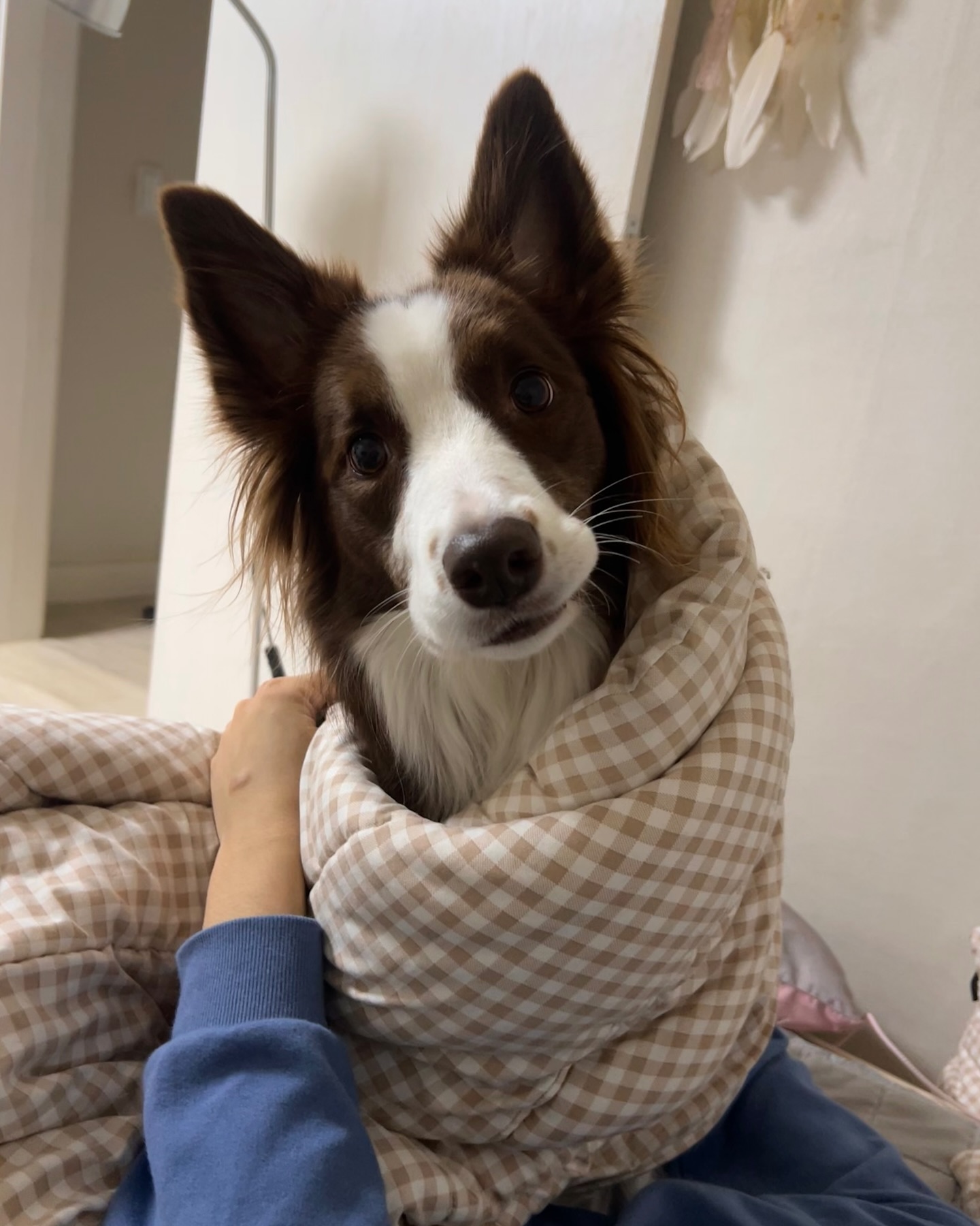 루시는 추워요 🥶💙